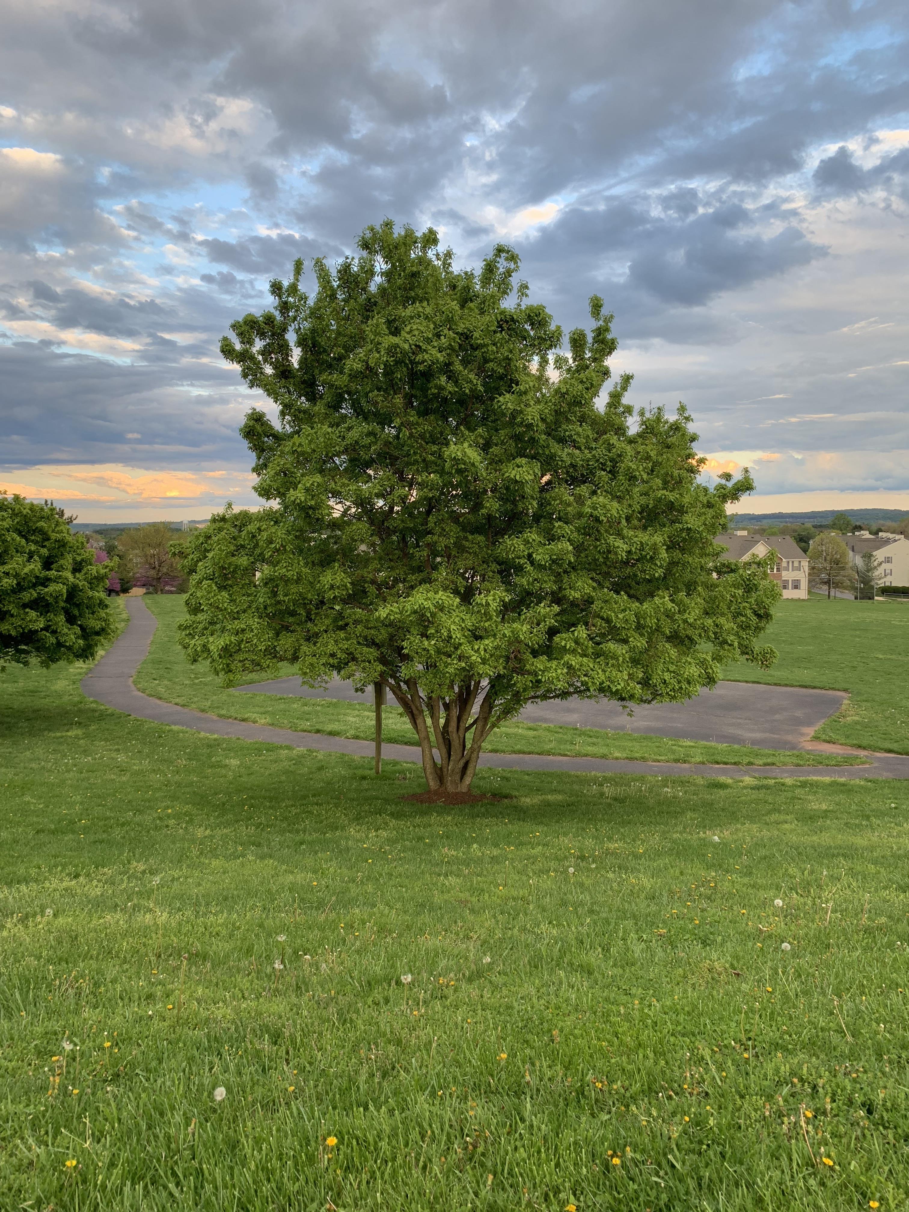 A tree in a grassy field