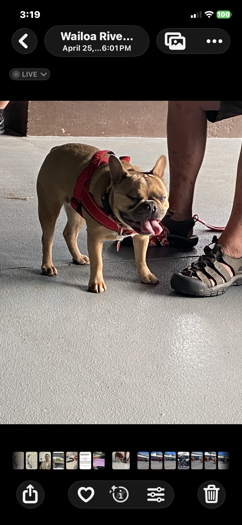 A dog standing next to a person's leg