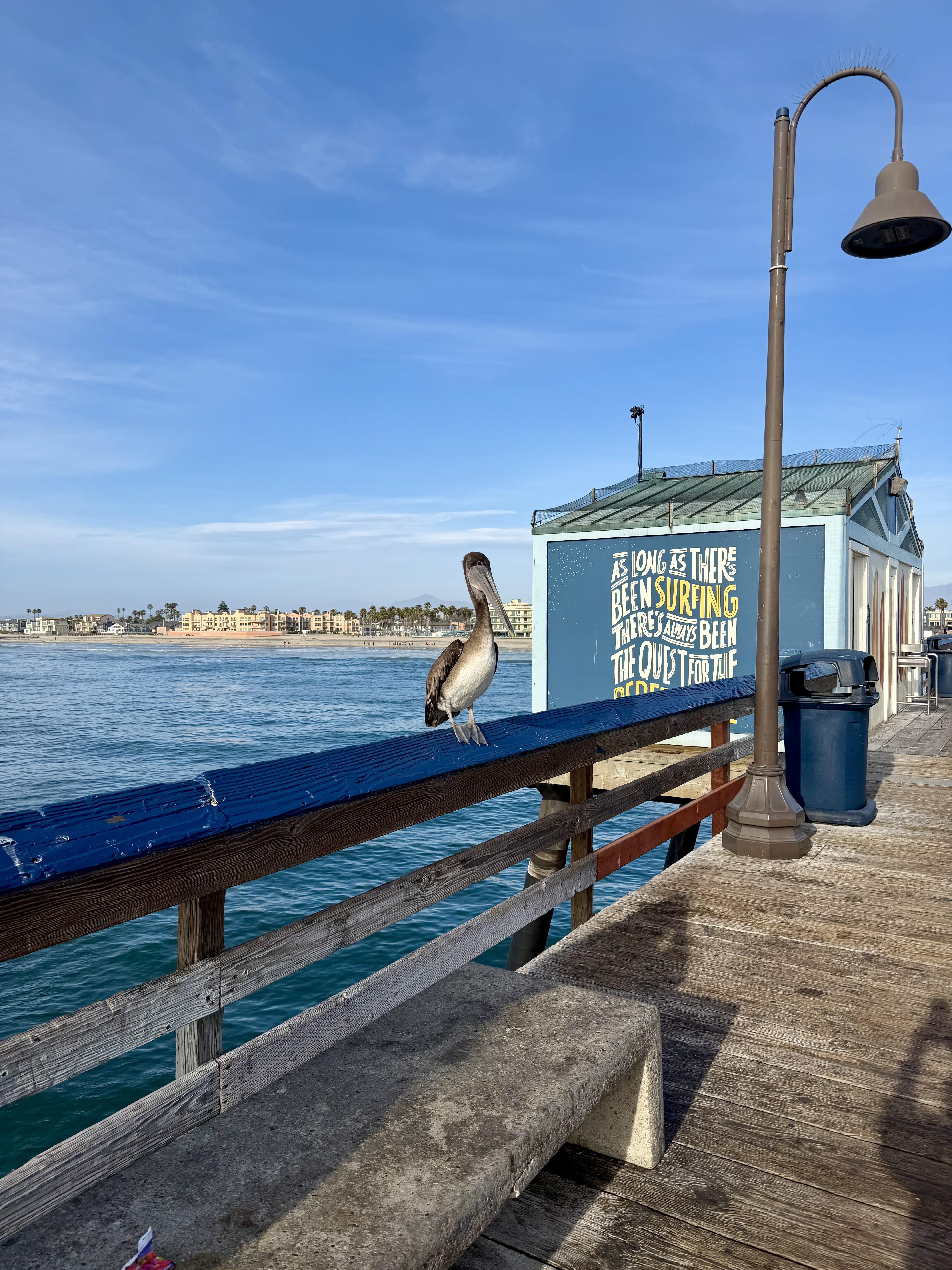 A bird on a railing near water