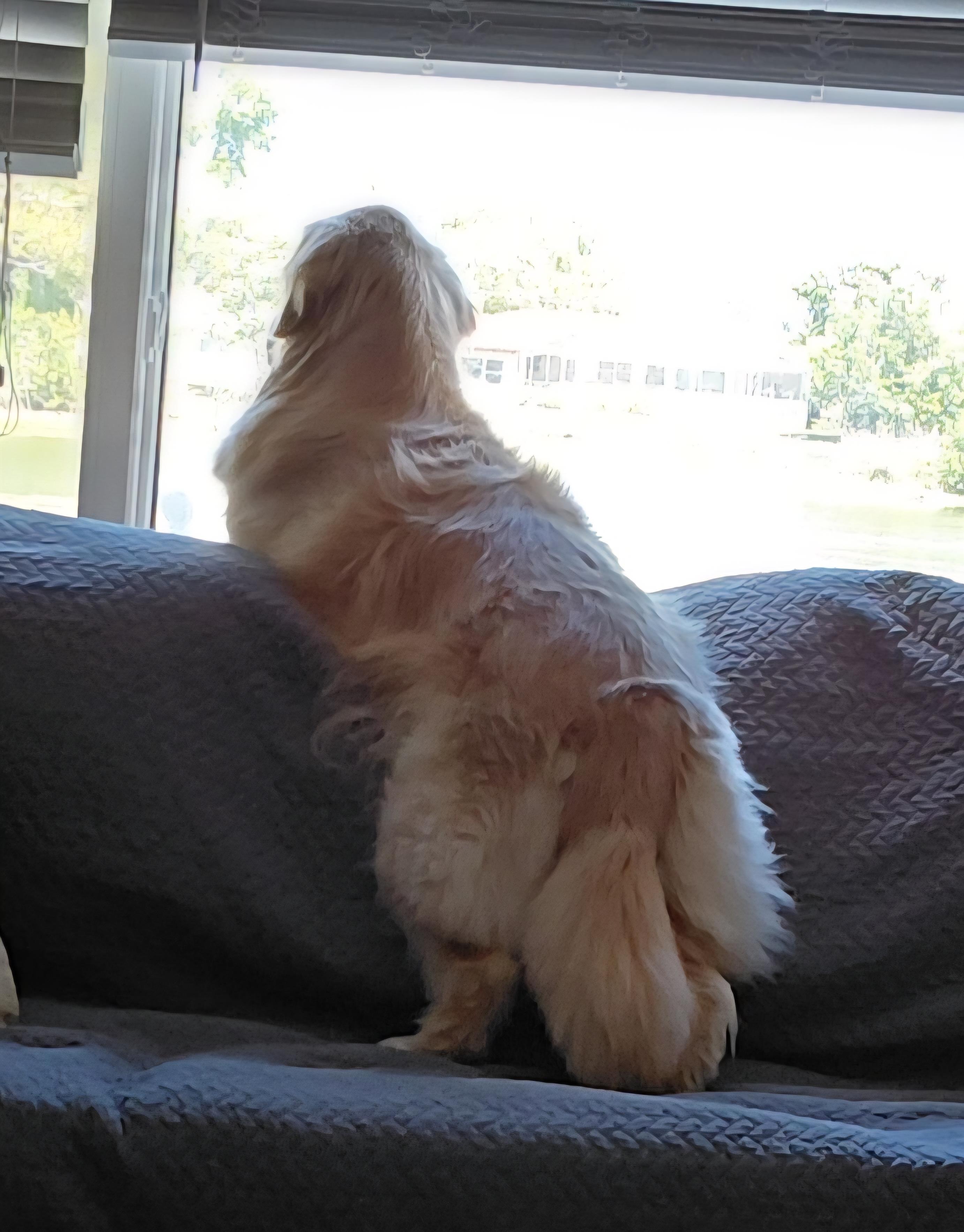 A dog looking out a window