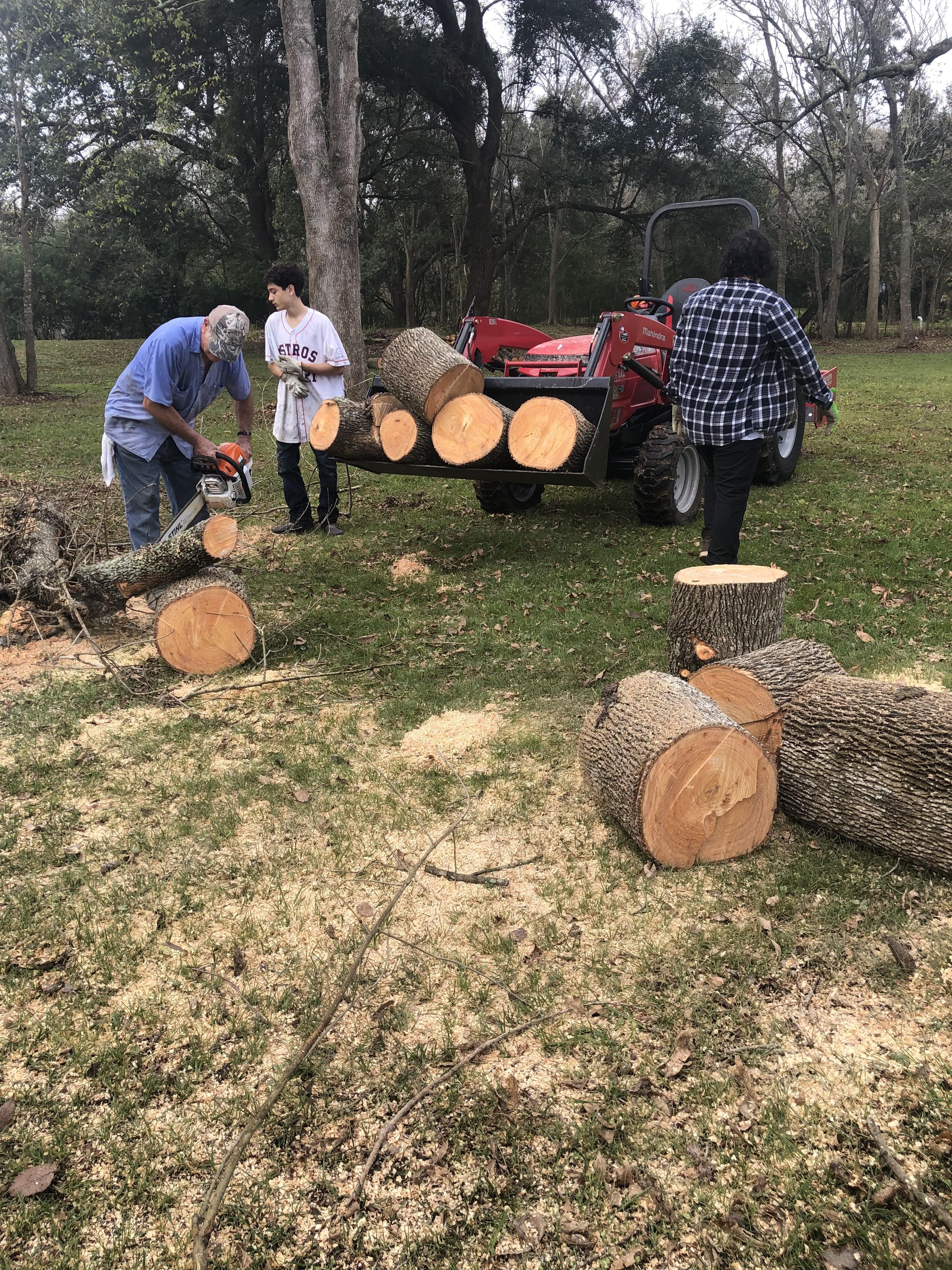 A group of people cutting down trees
