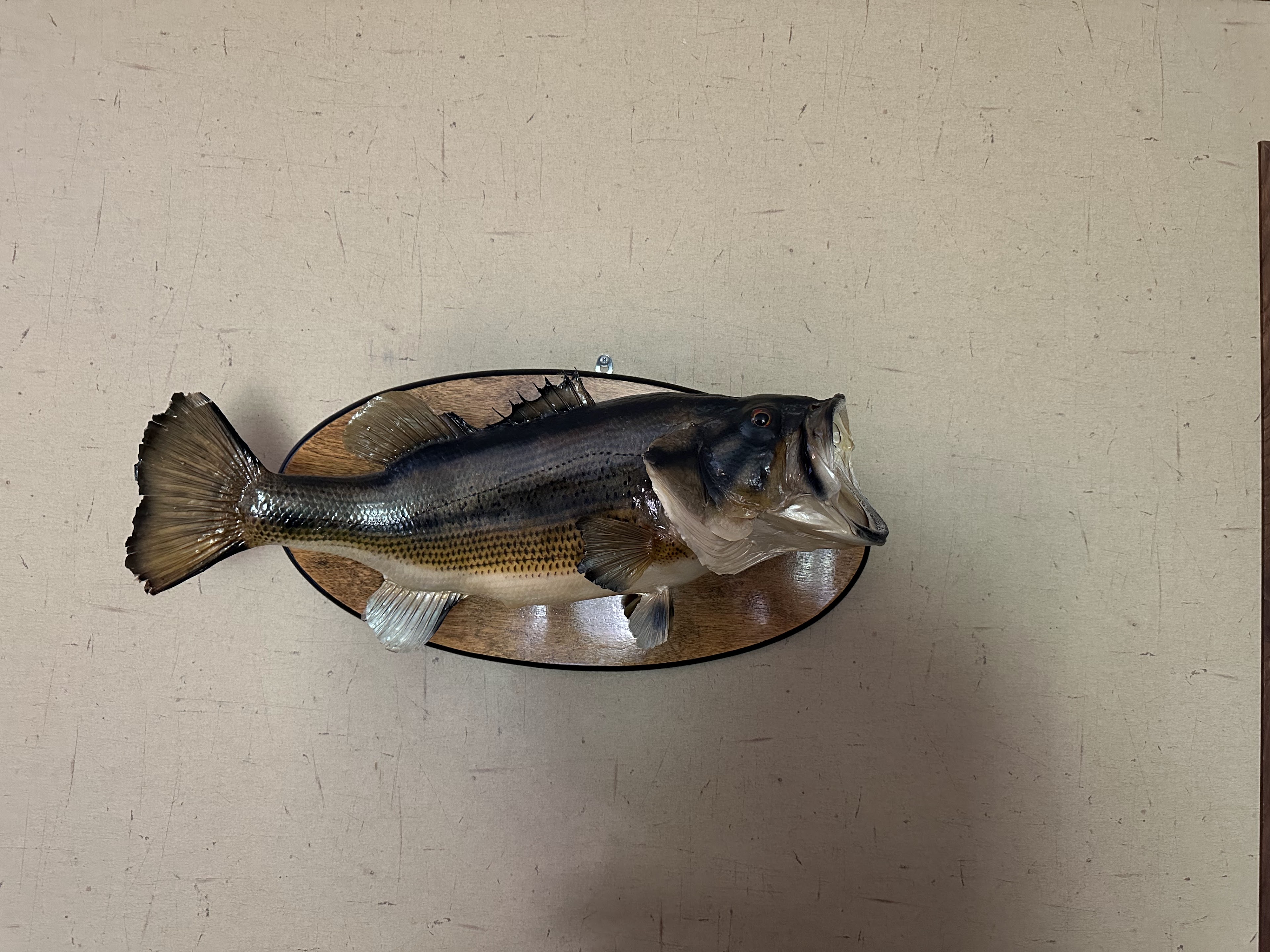 A fish on a wall