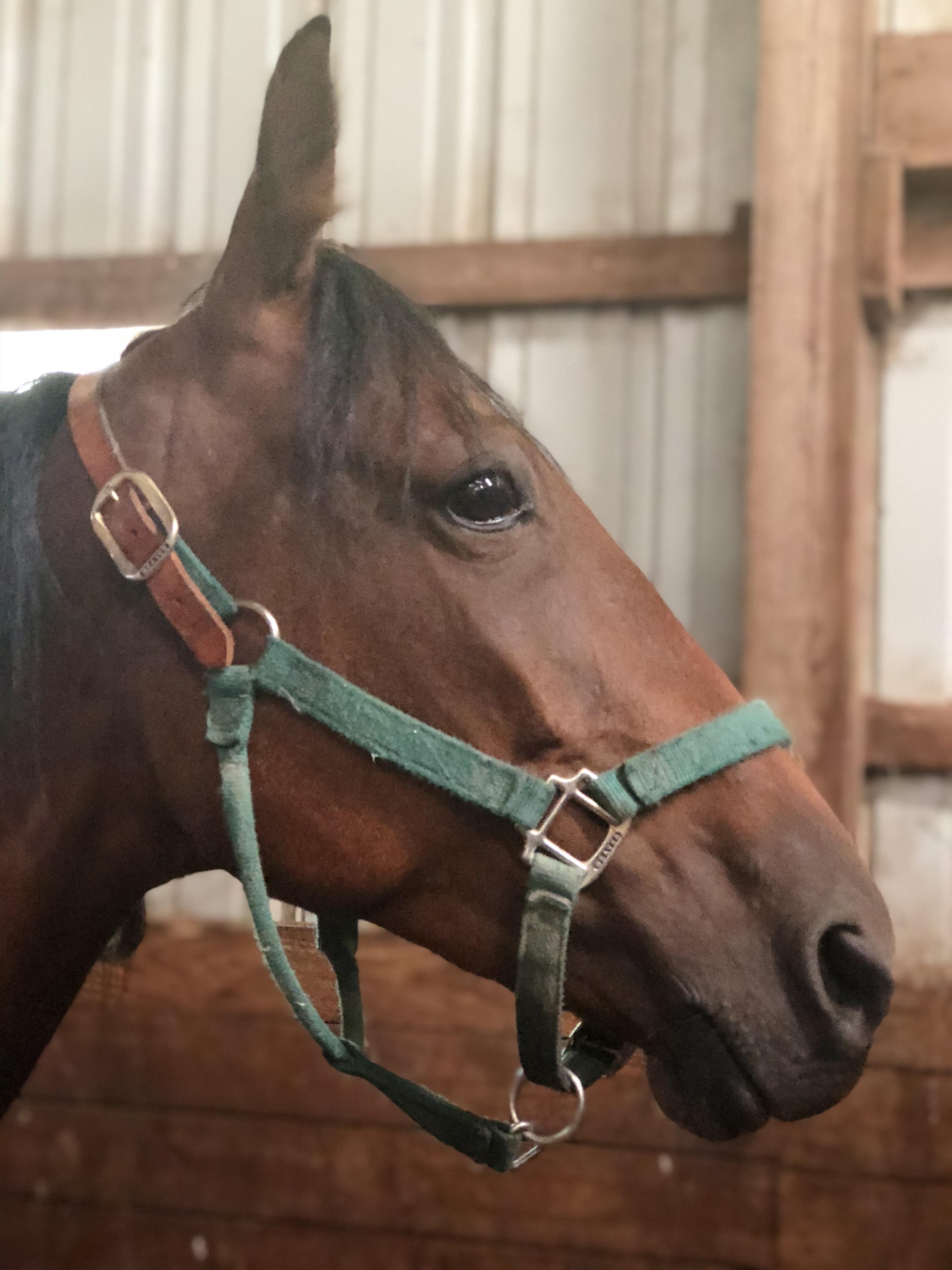 A horse with a bridle