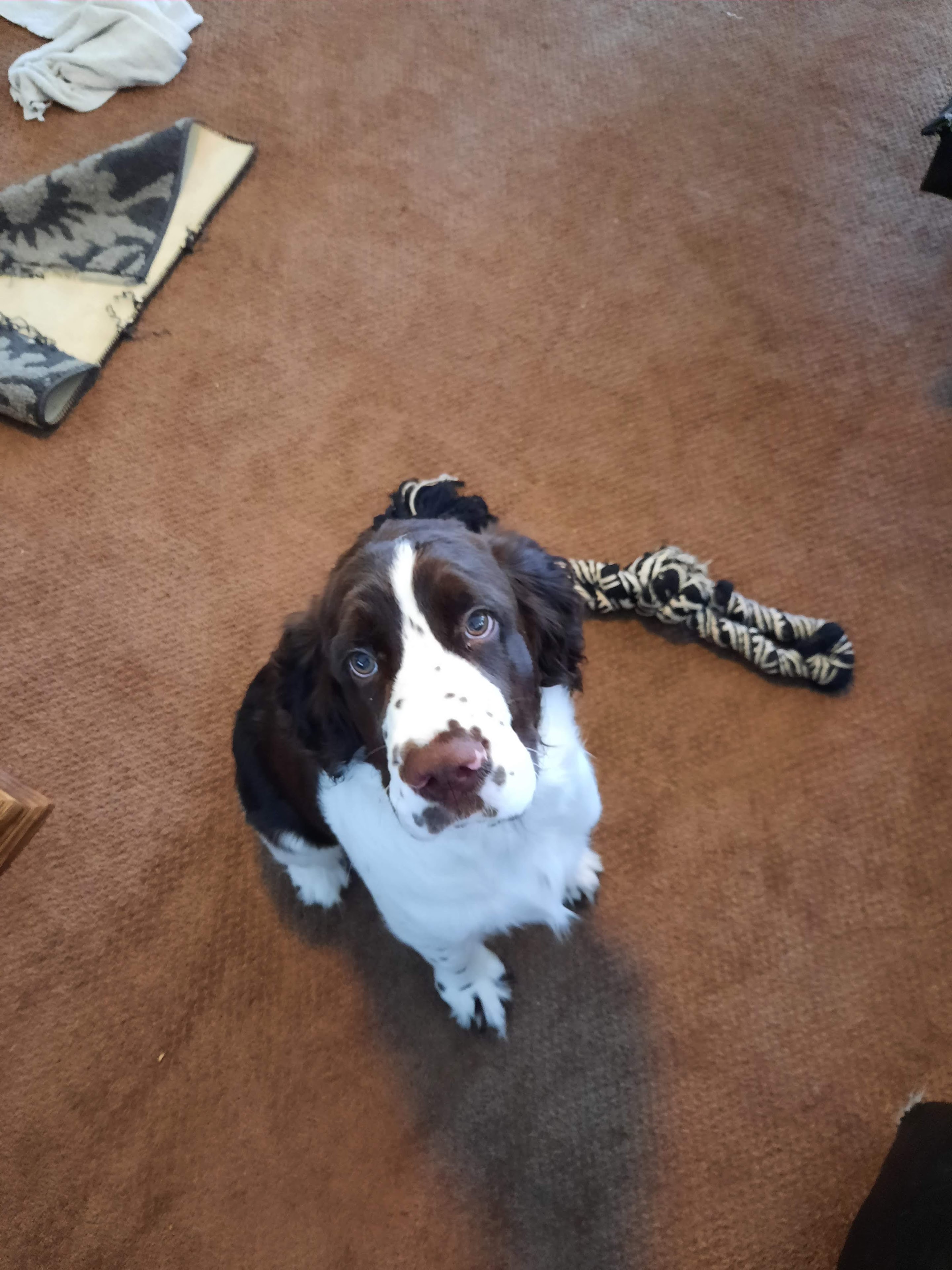 A dog looking up at the camera