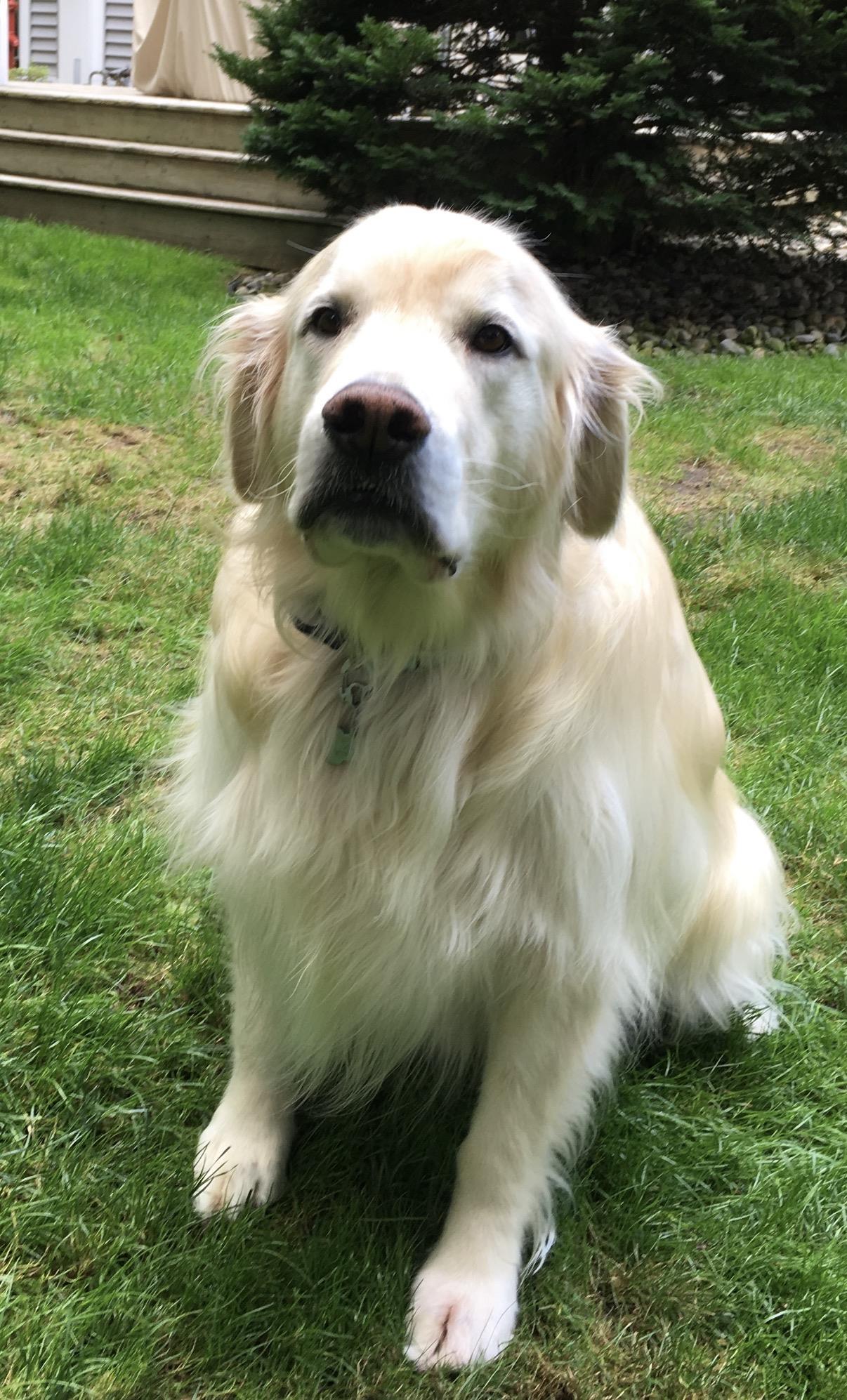 A dog sitting in the grass