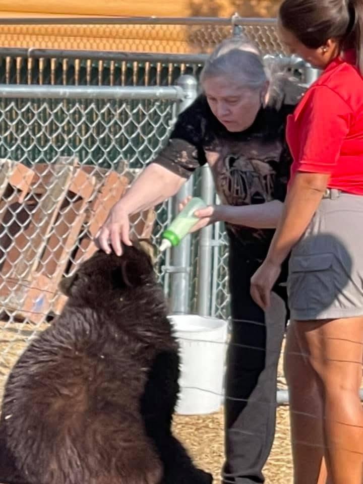 A woman feeding a bear
