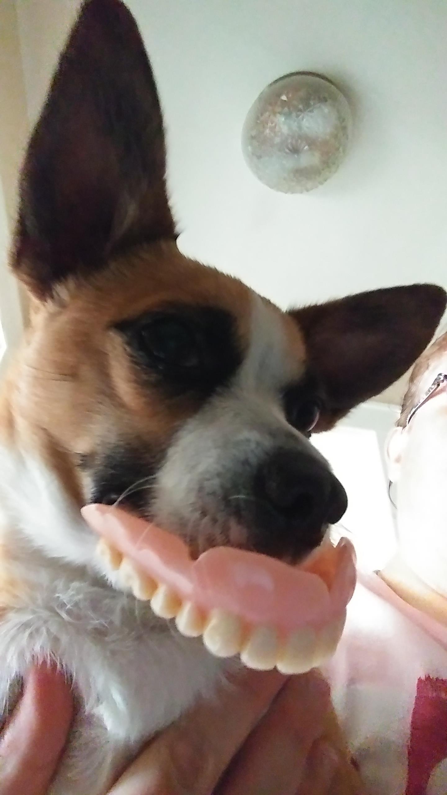 A dog with fake teeth