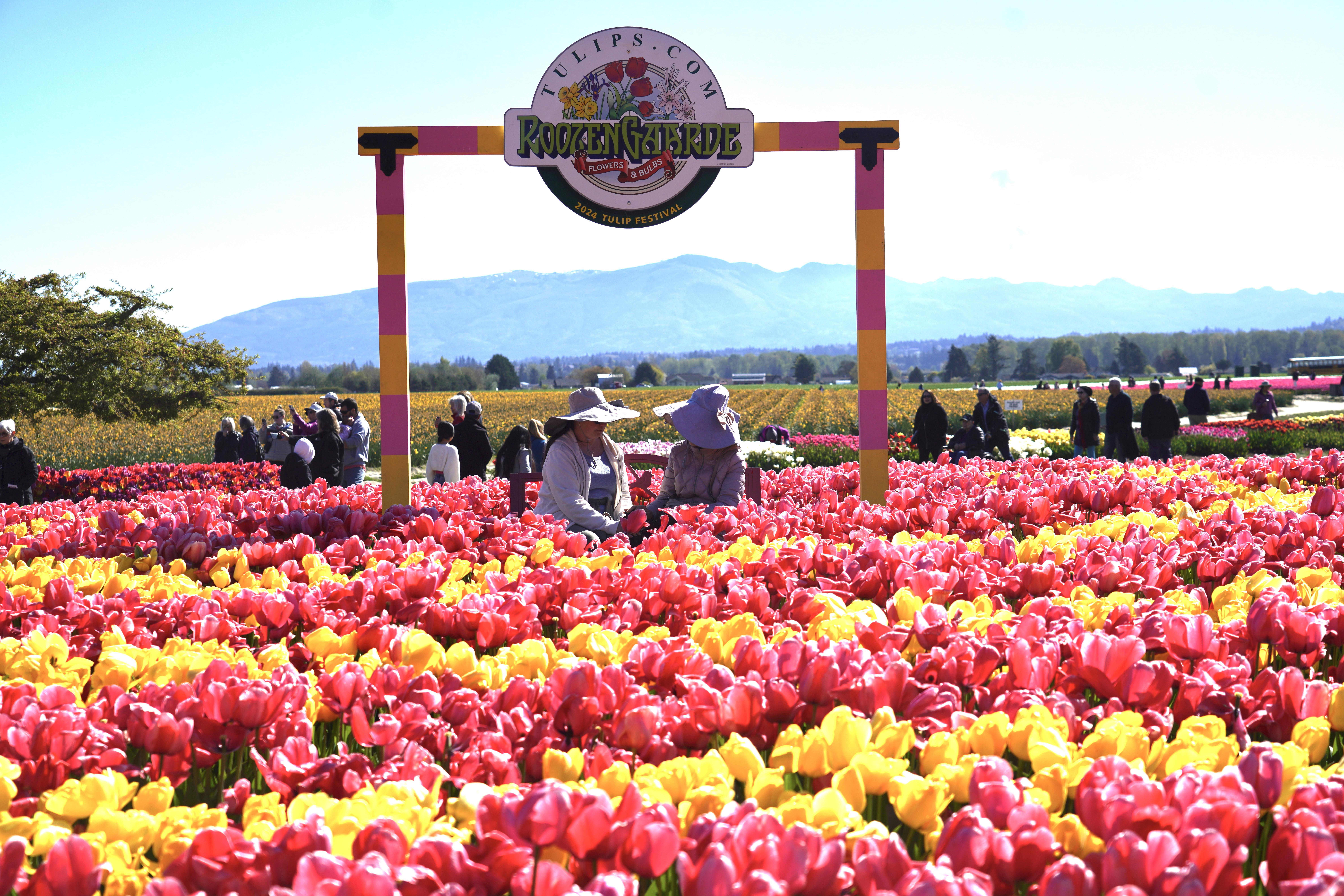 A group of people in a field of tulips