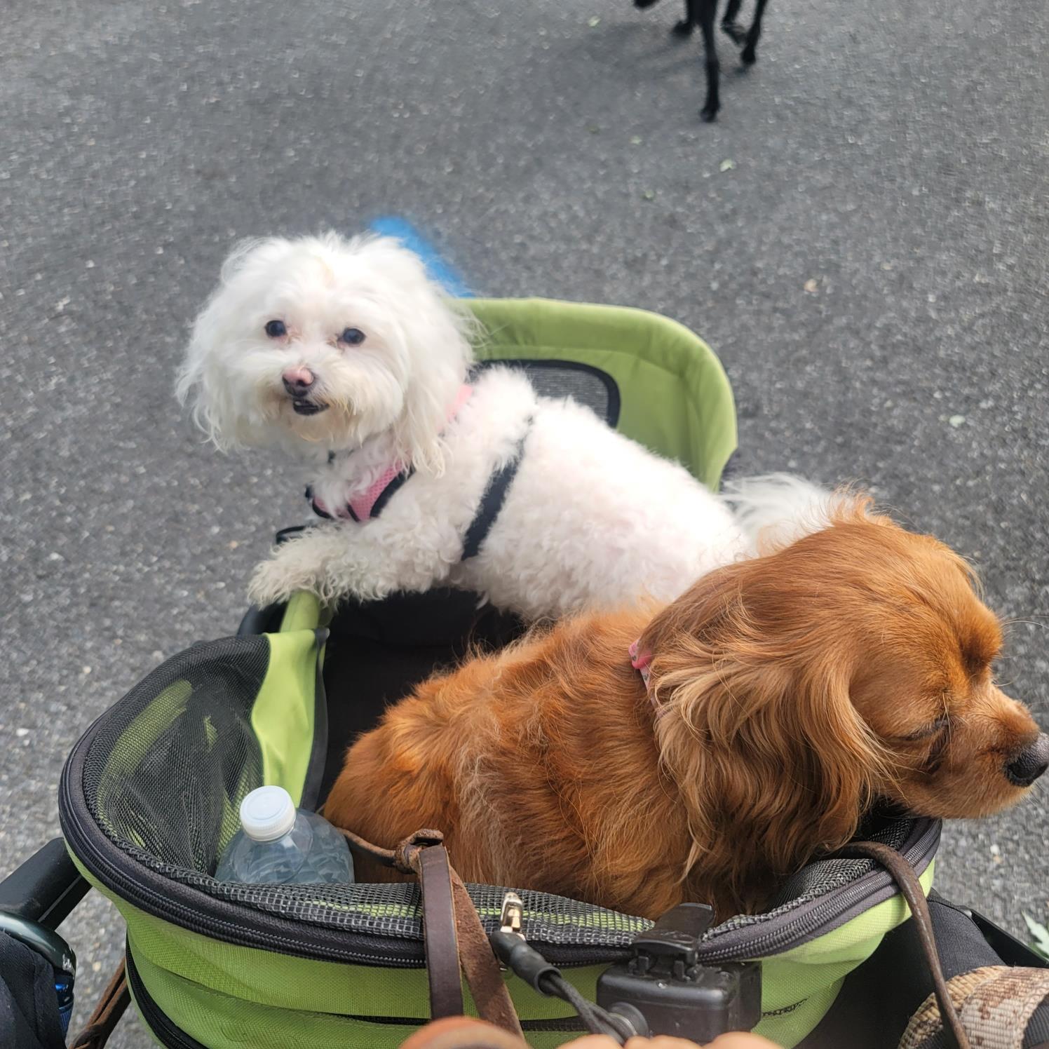 Two dogs in a stroller