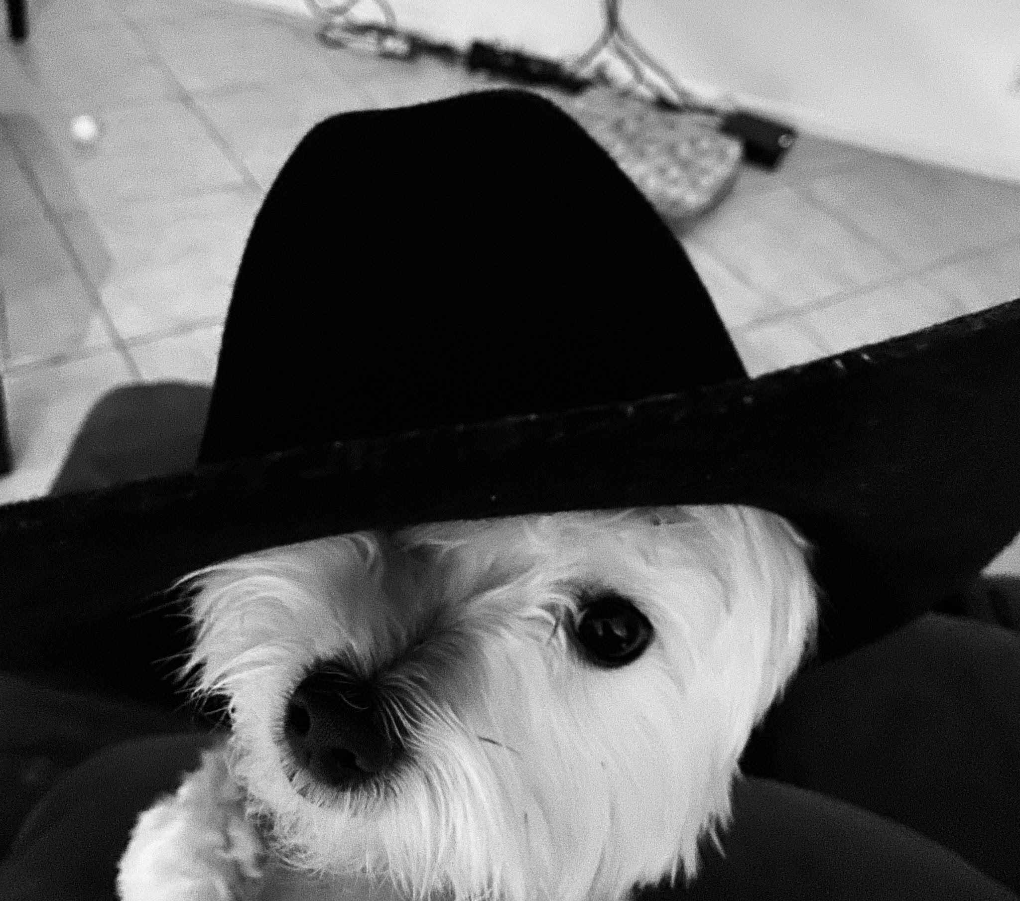 A dog wearing a hat