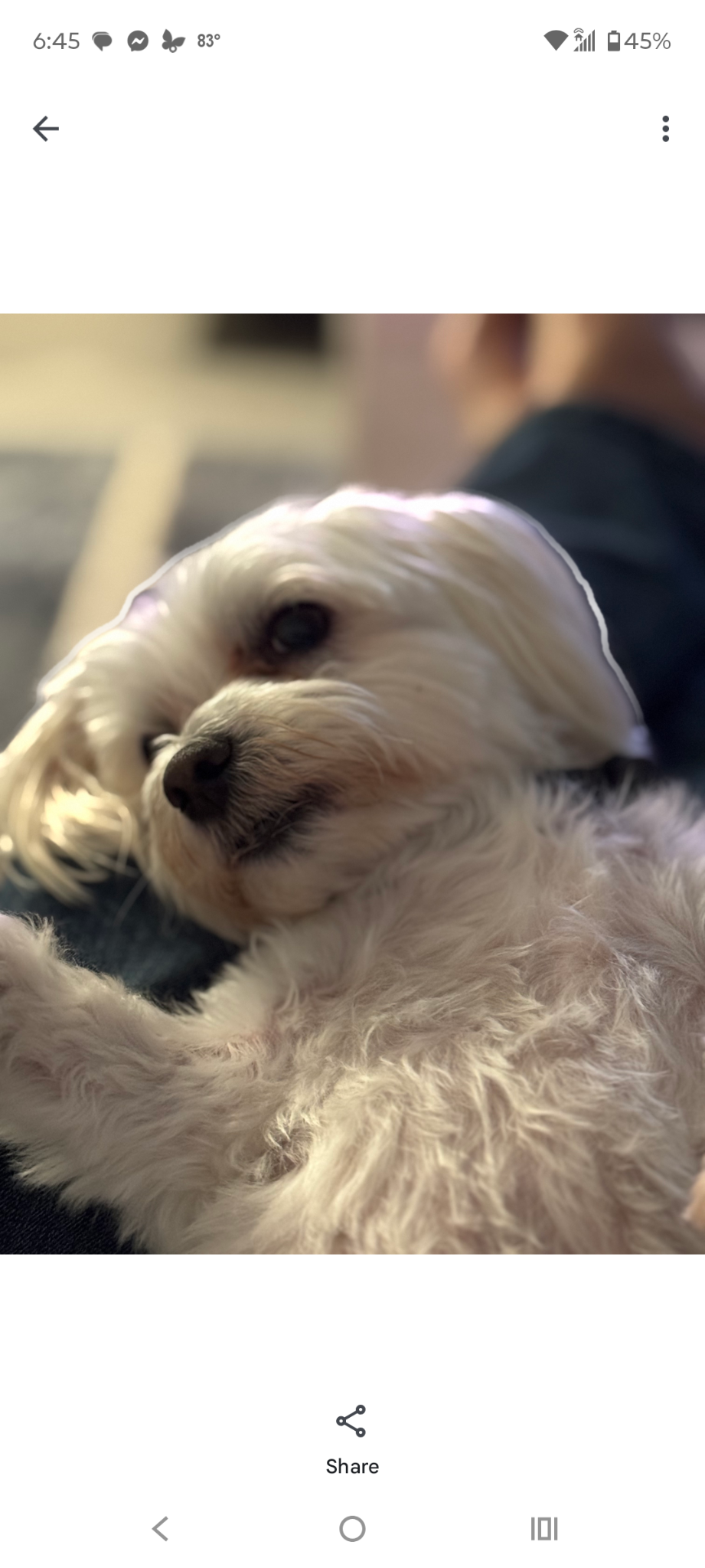 A white dog lying on a person's lap