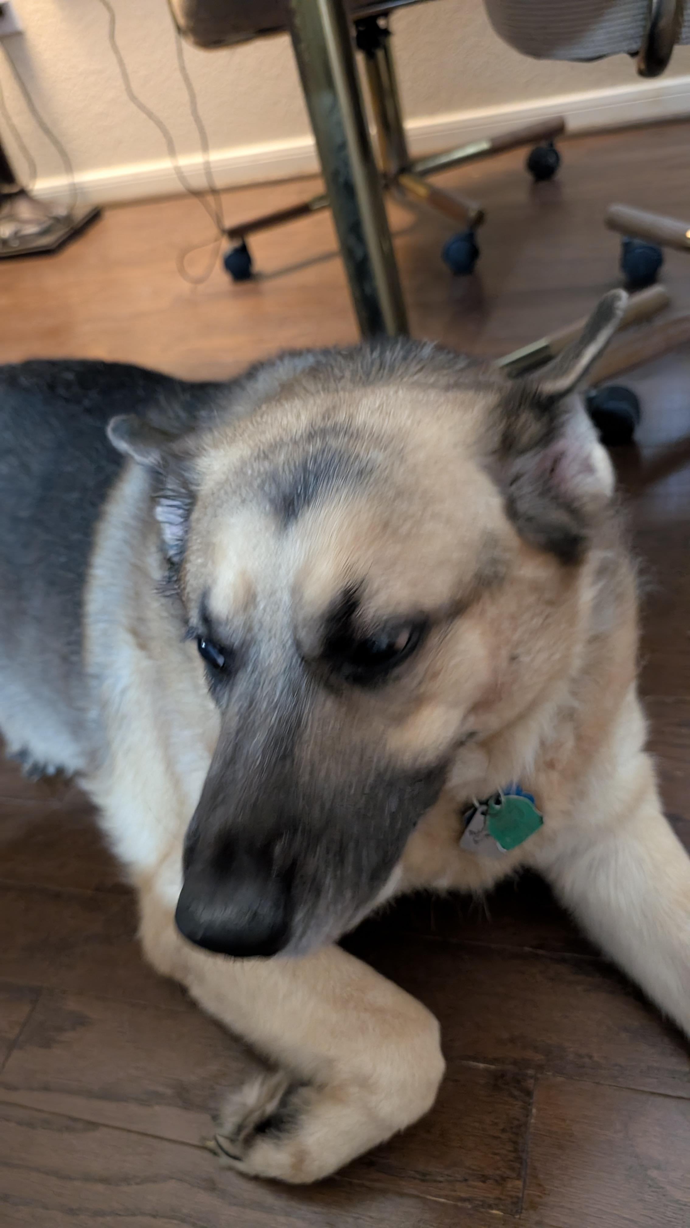 A dog lying on the floor