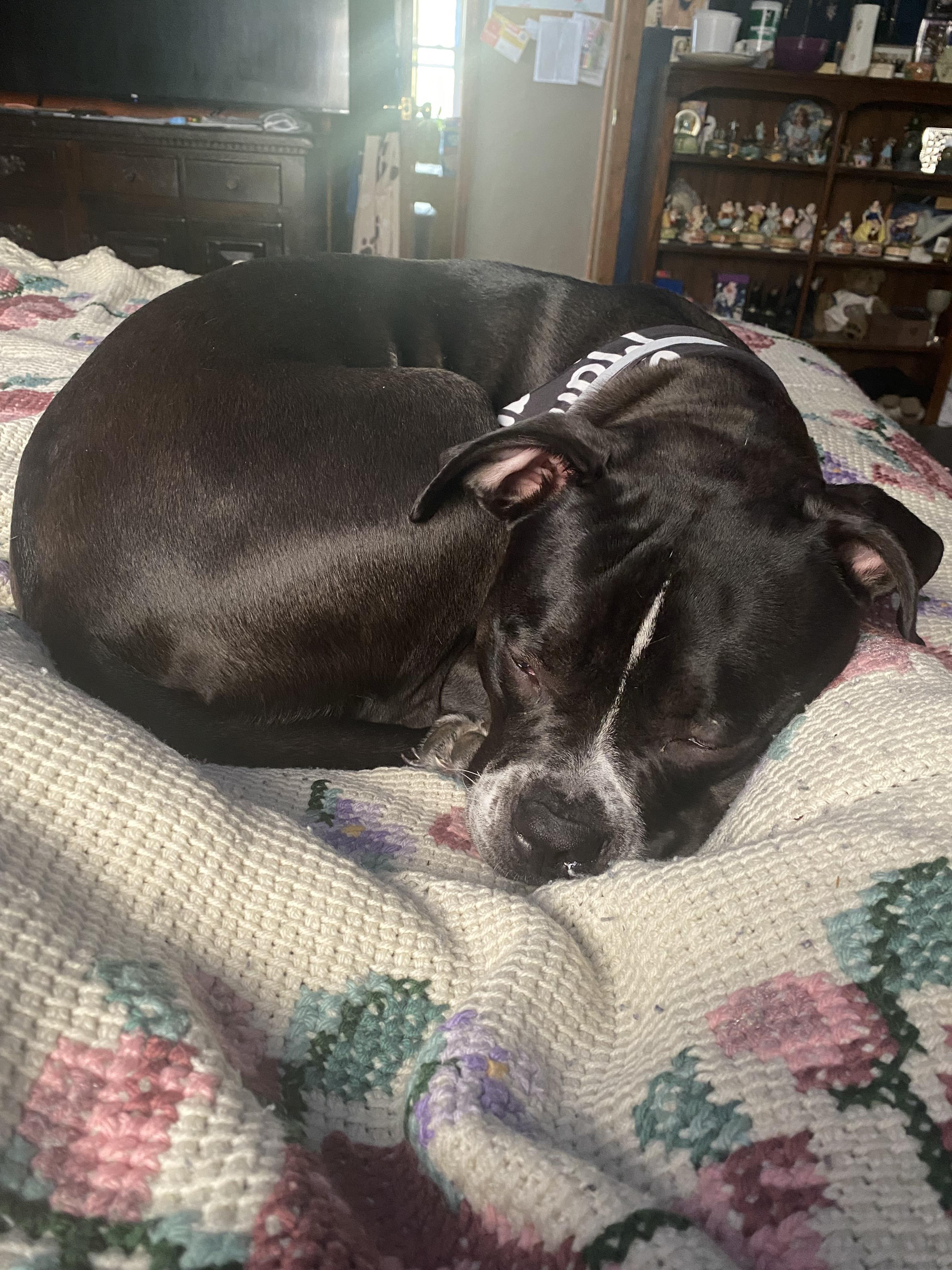 A dog lying on a bed