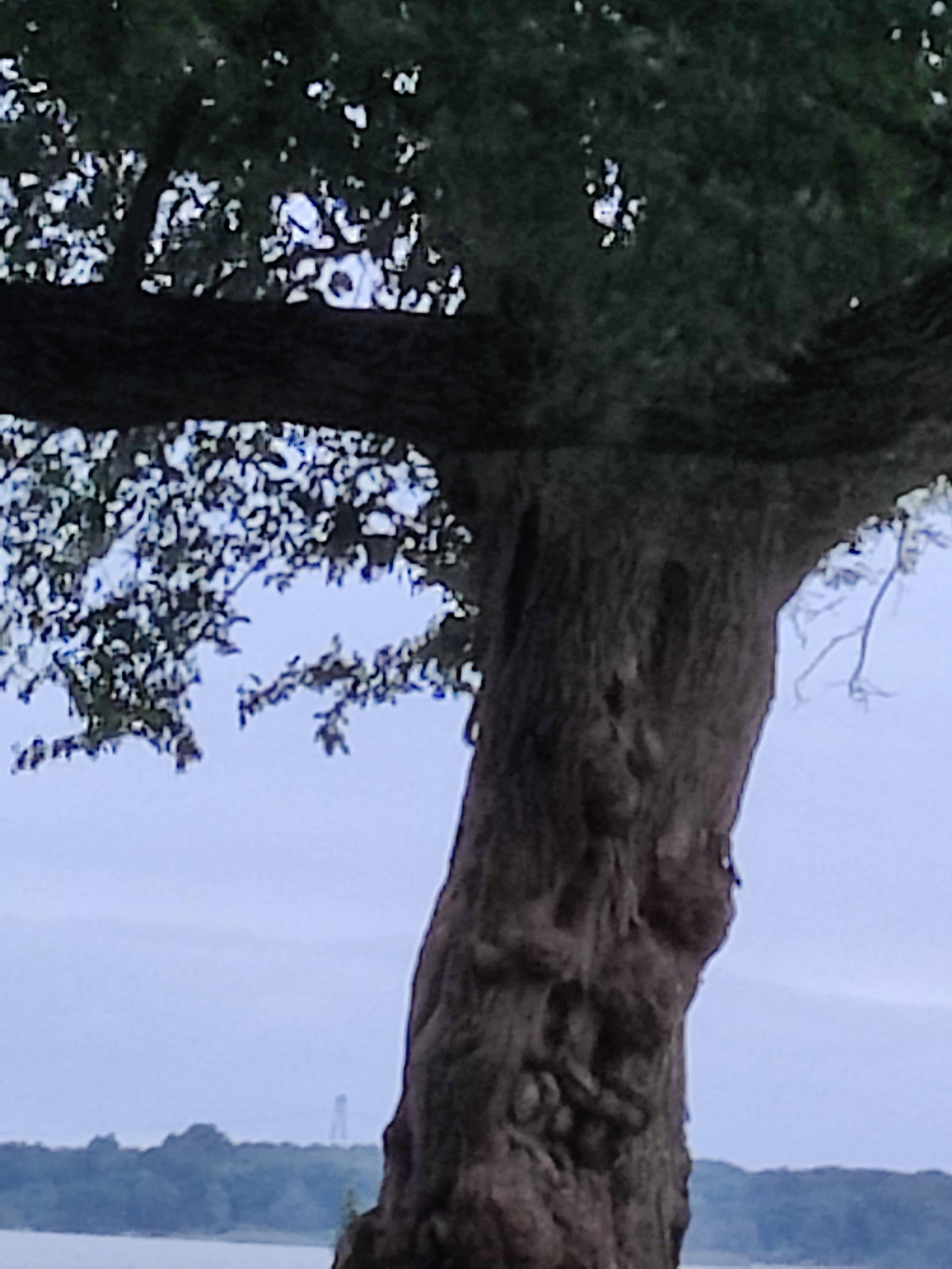 A tree with a trunk and branches