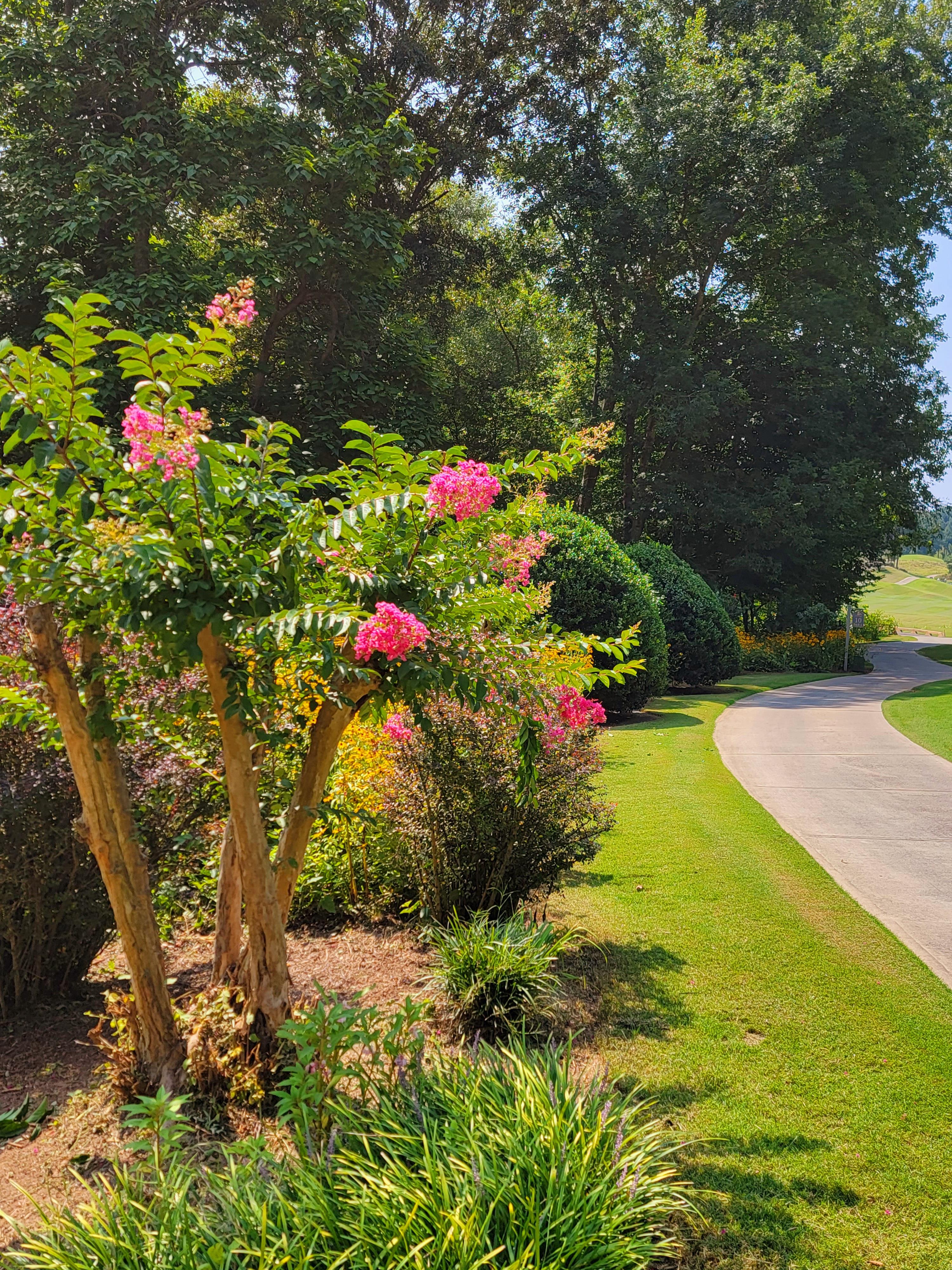 A tree with pink flowers next to a road