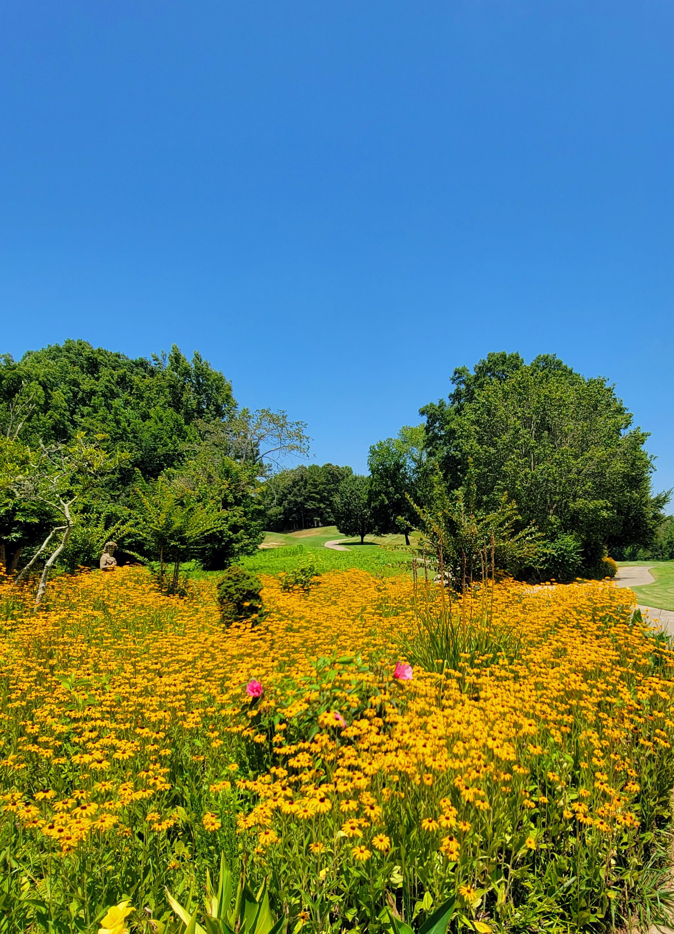 A field of yellow flowers and trees