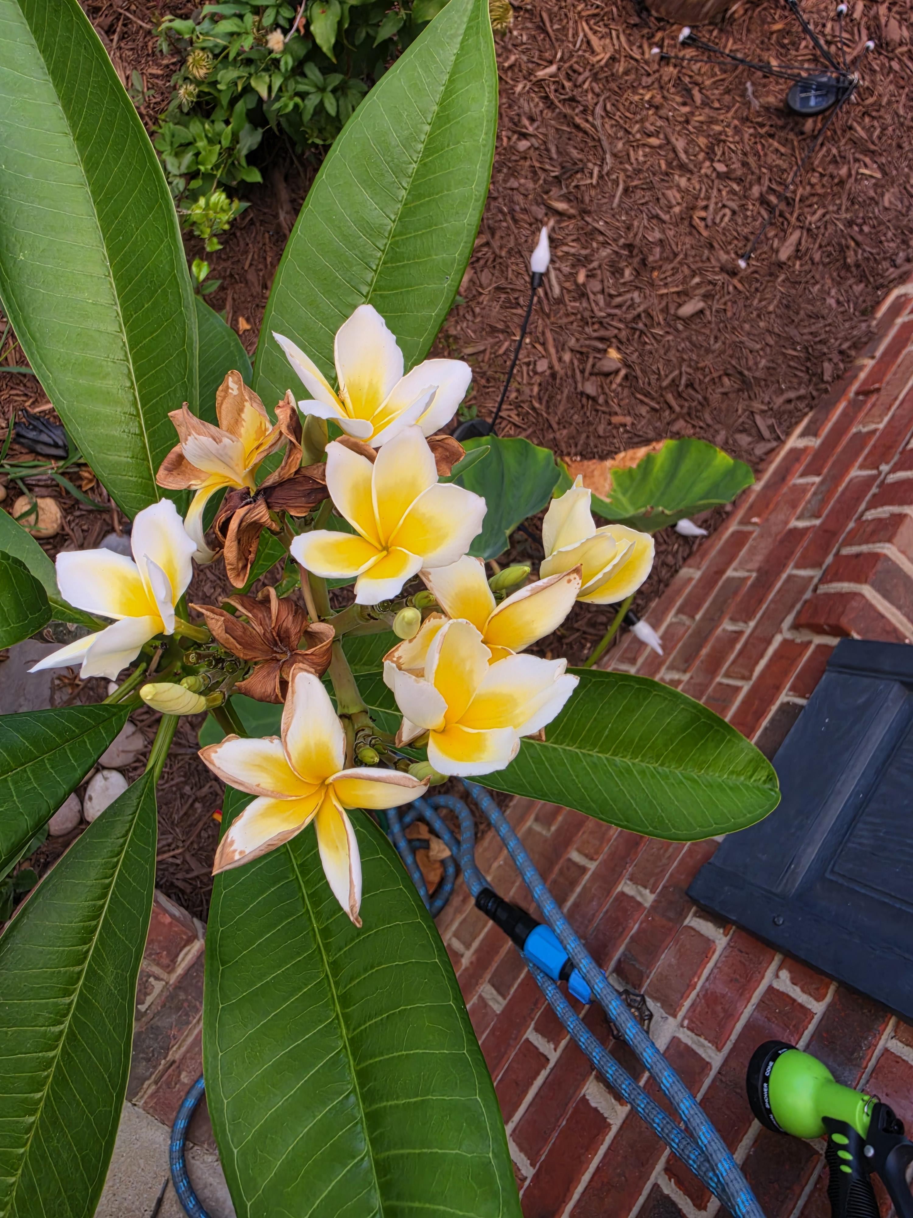 A close up of a flower