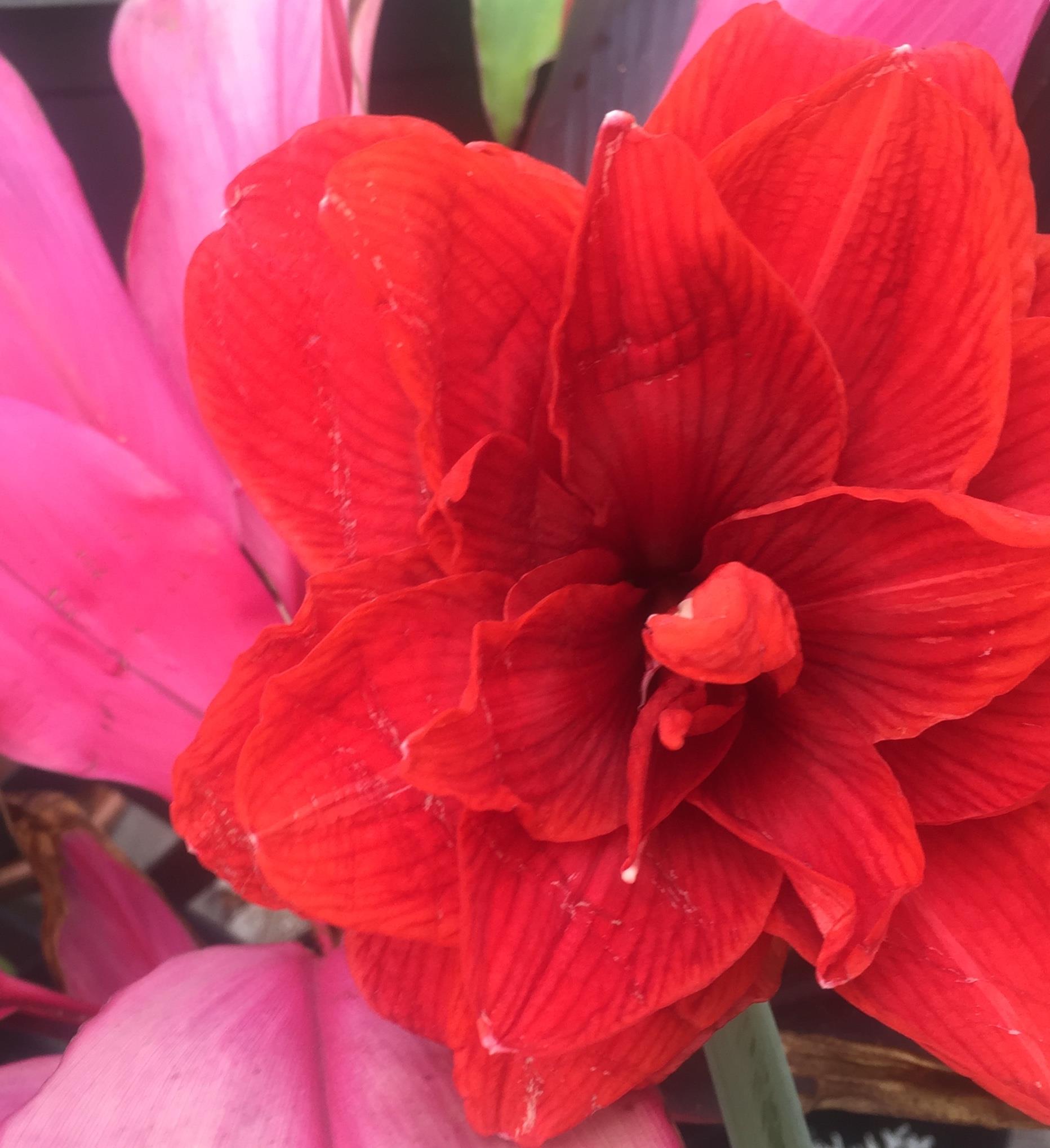 A close up of a flower