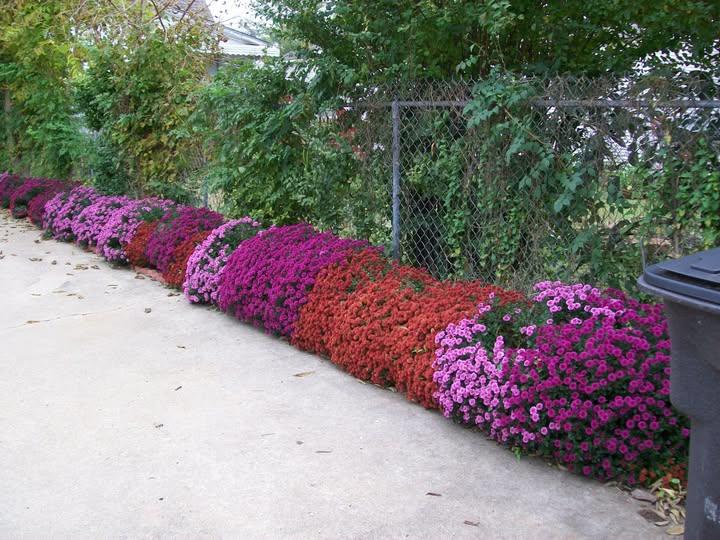 A row of flowers in a row