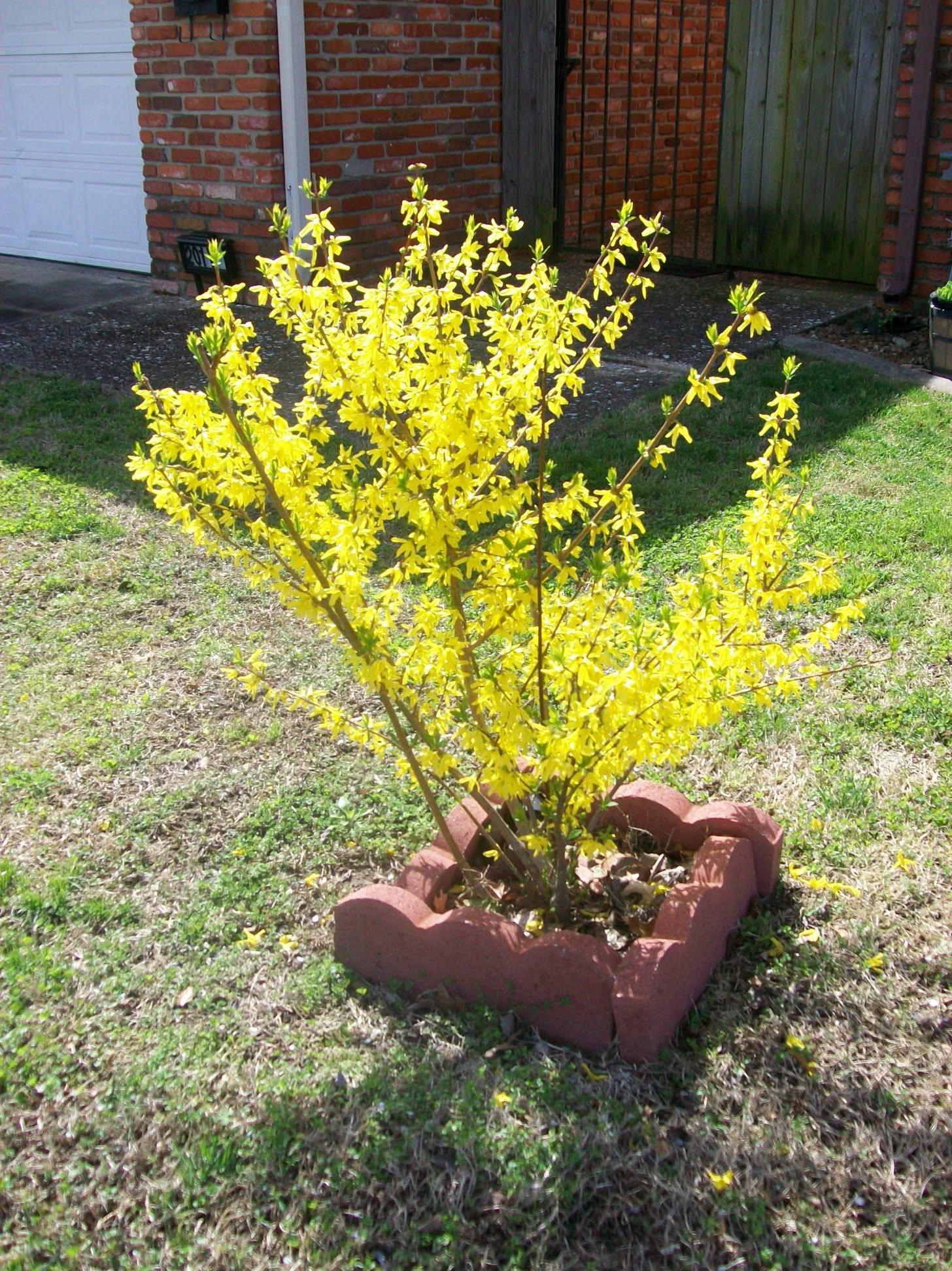 A yellow bush in a yard