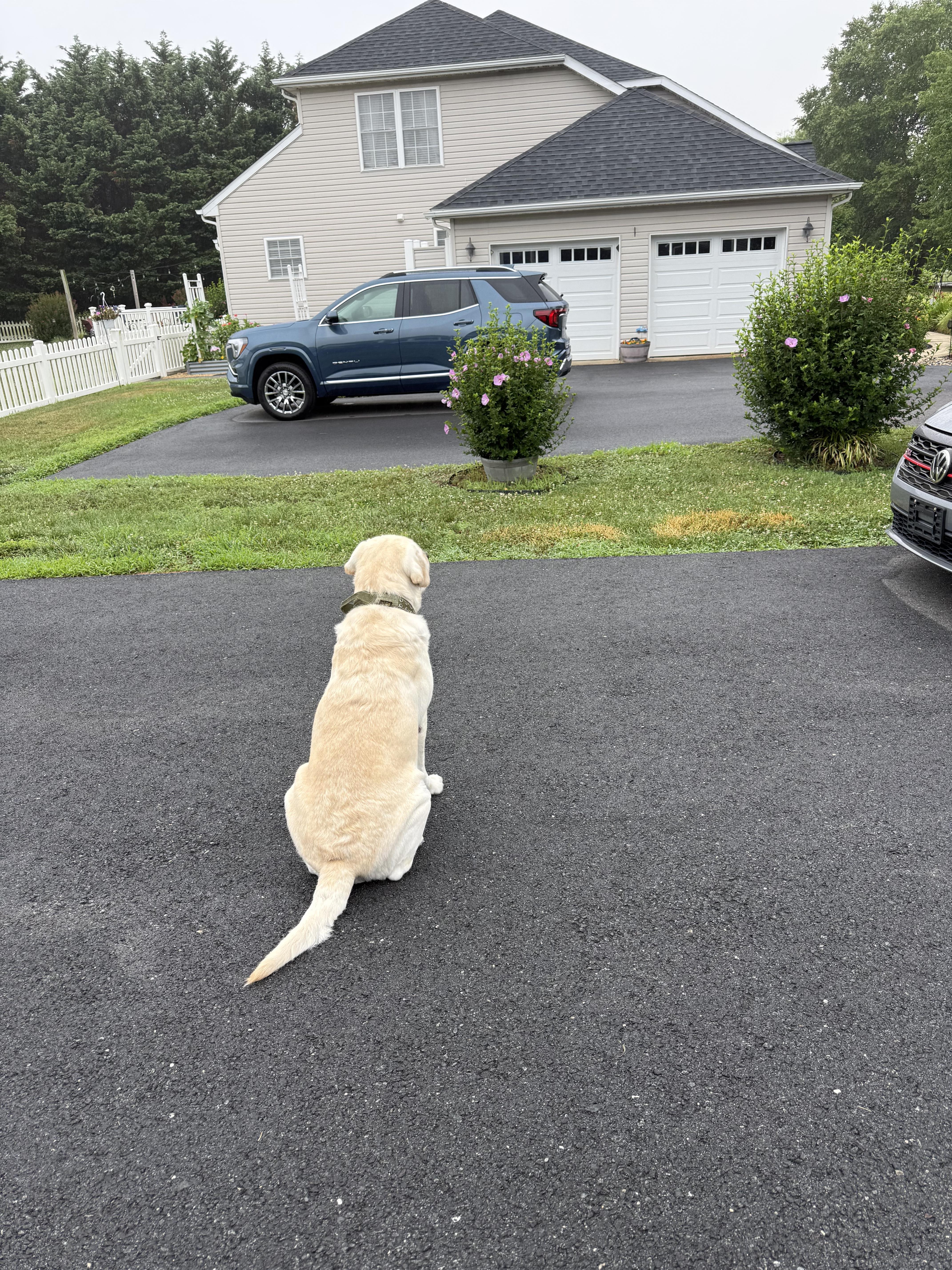 A dog sitting on the street