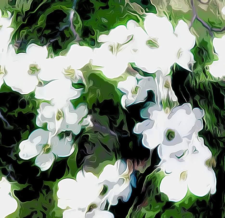 A close up of white flowers