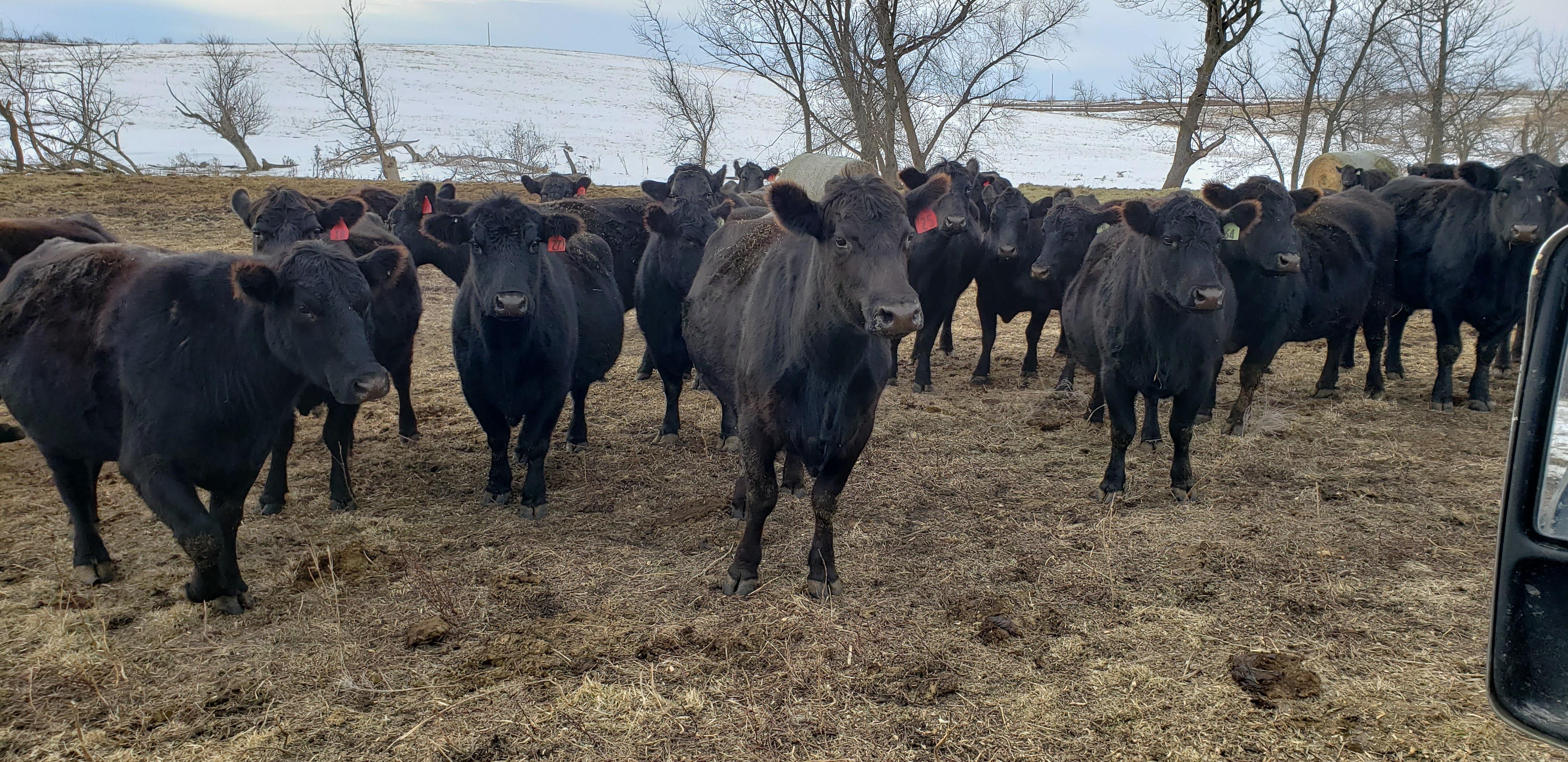 A group of cows in a field