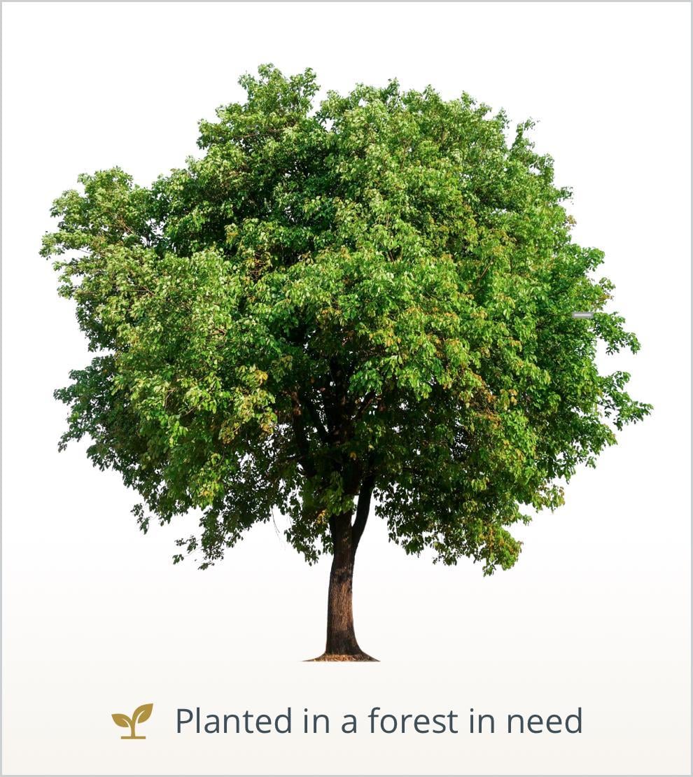 A tree with green leaves