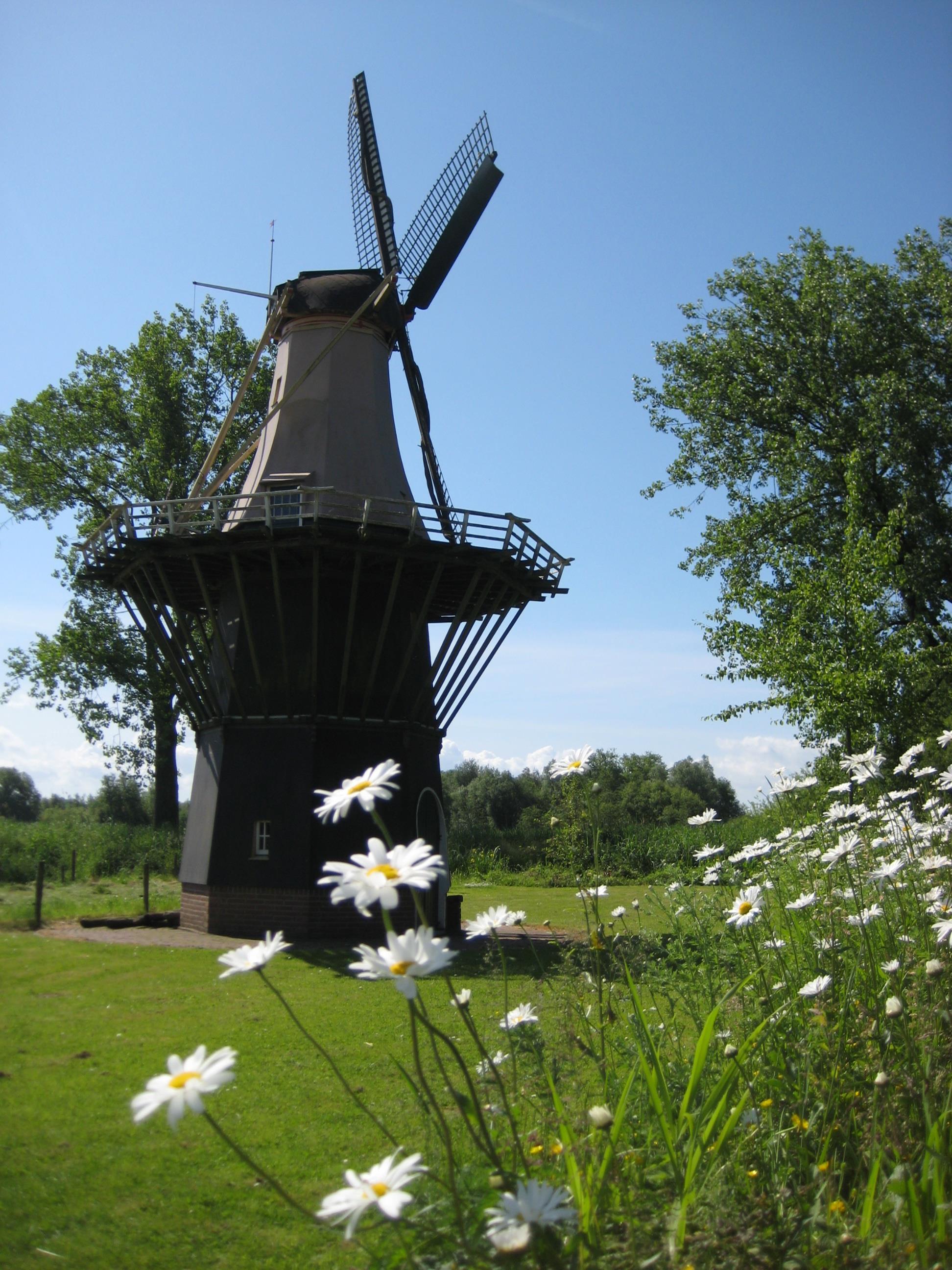 A windmill in a field with flowers