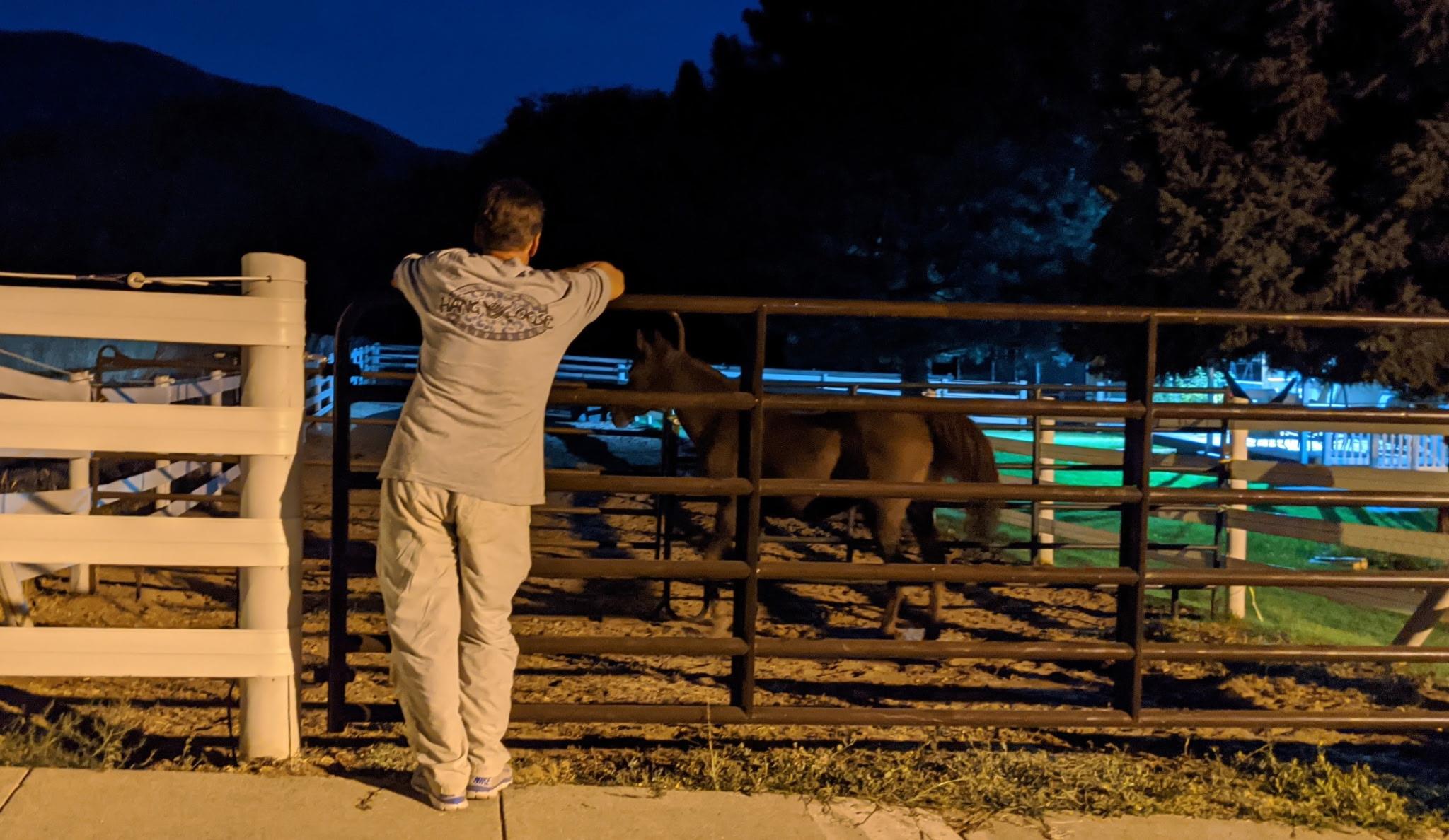 A man looking at a horse
