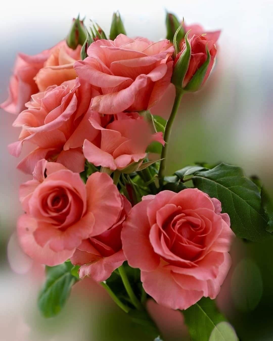 A bouquet of pink roses