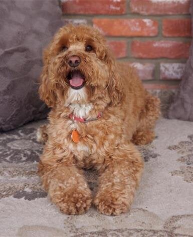 Lola