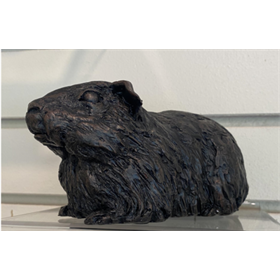 Guinea Pig Guinea Pig