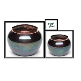 Roku with Gold Color Paws