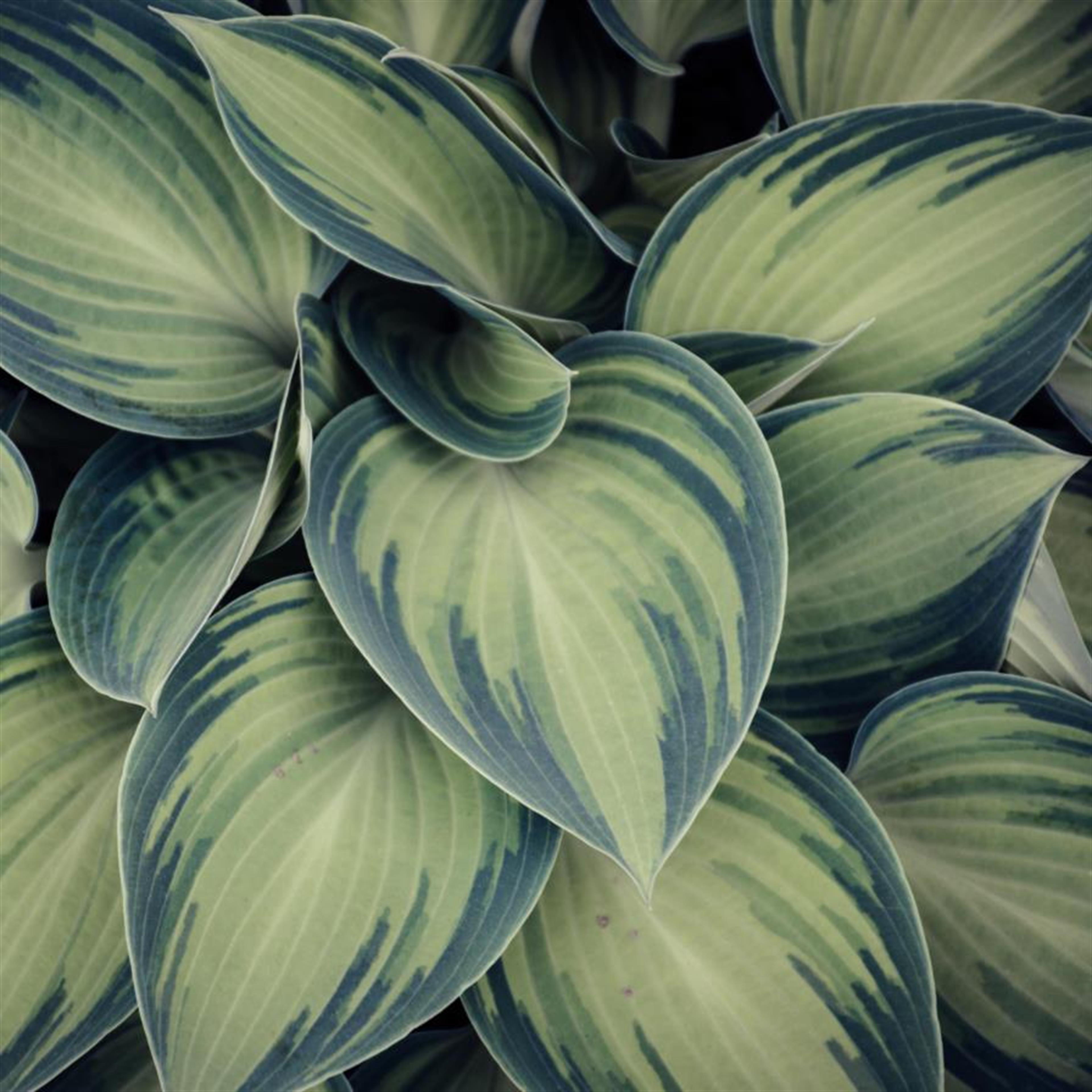 Charles Hershal Madding