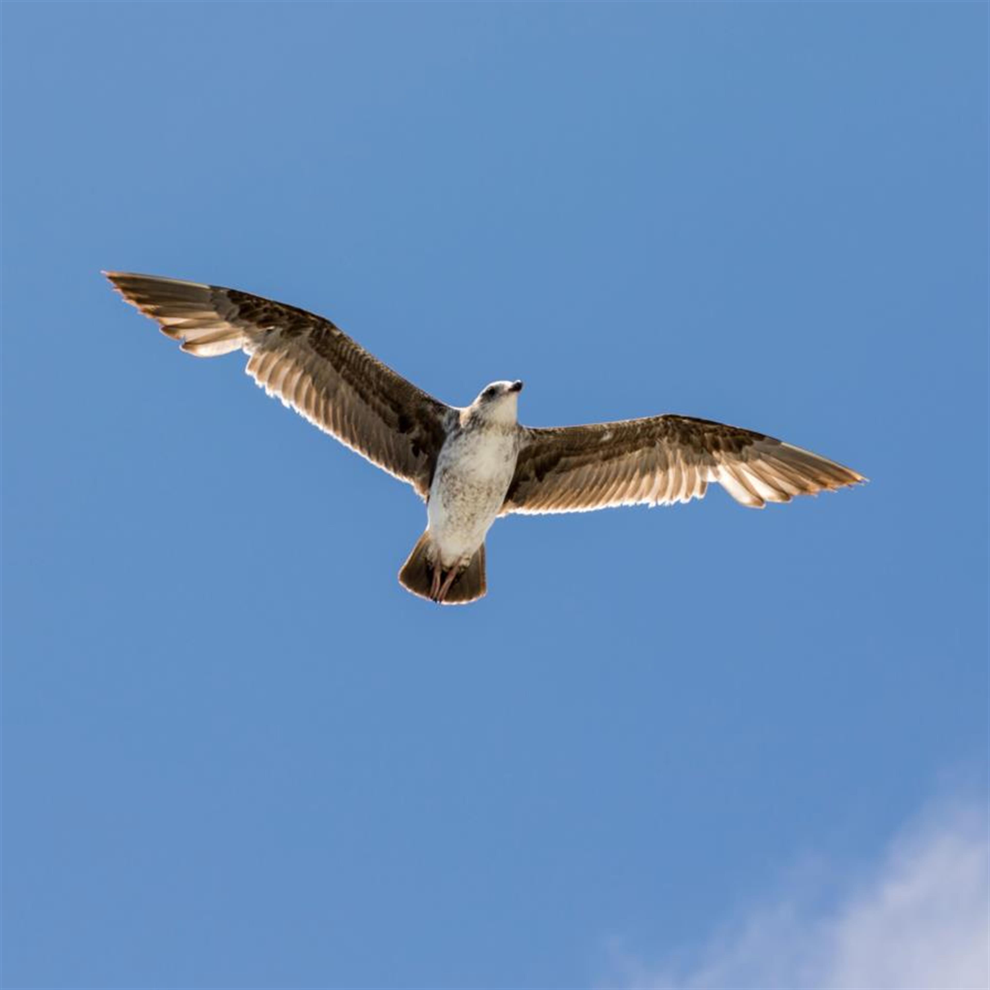 Carl Hounshell's obituary picture