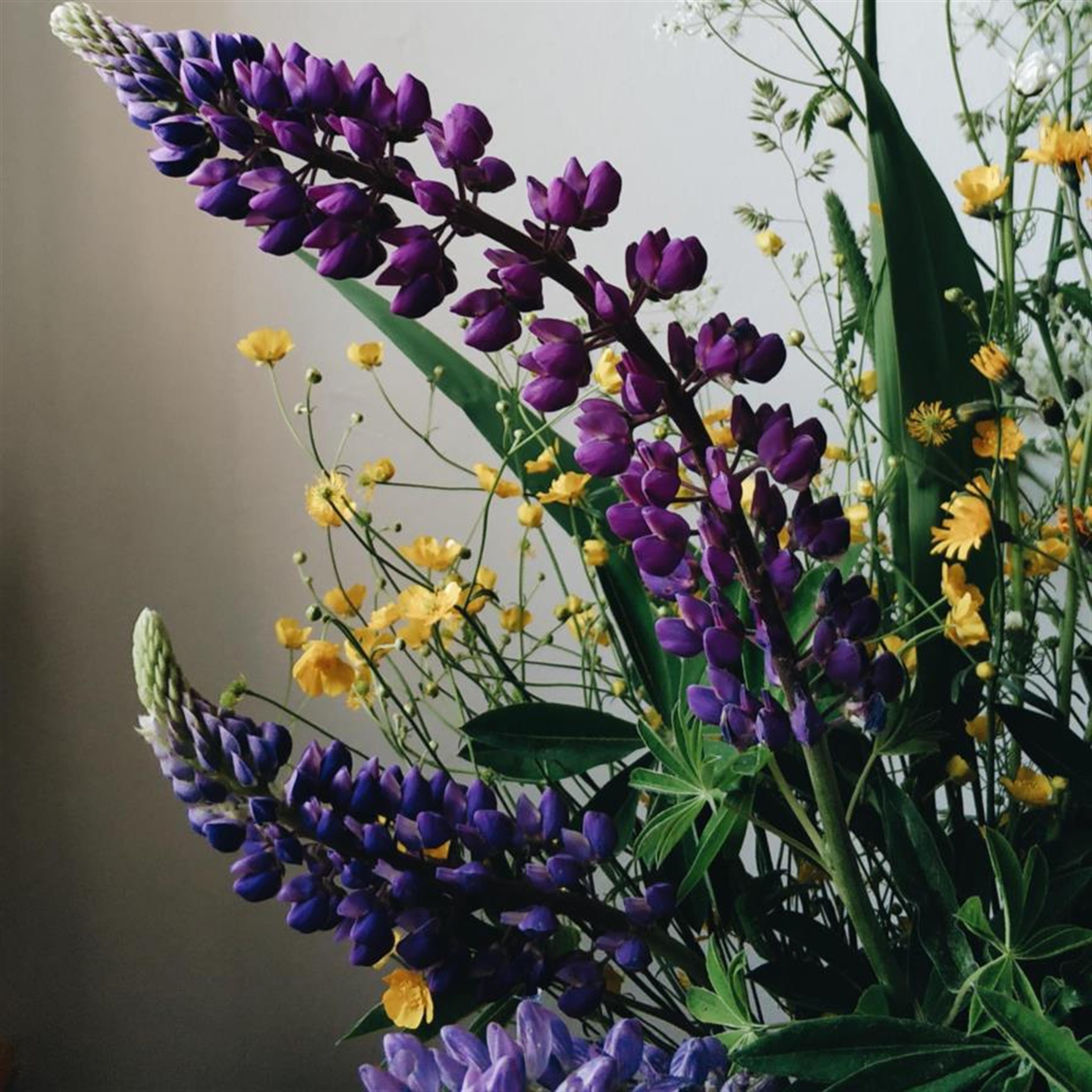 Djanan Elione Nemours