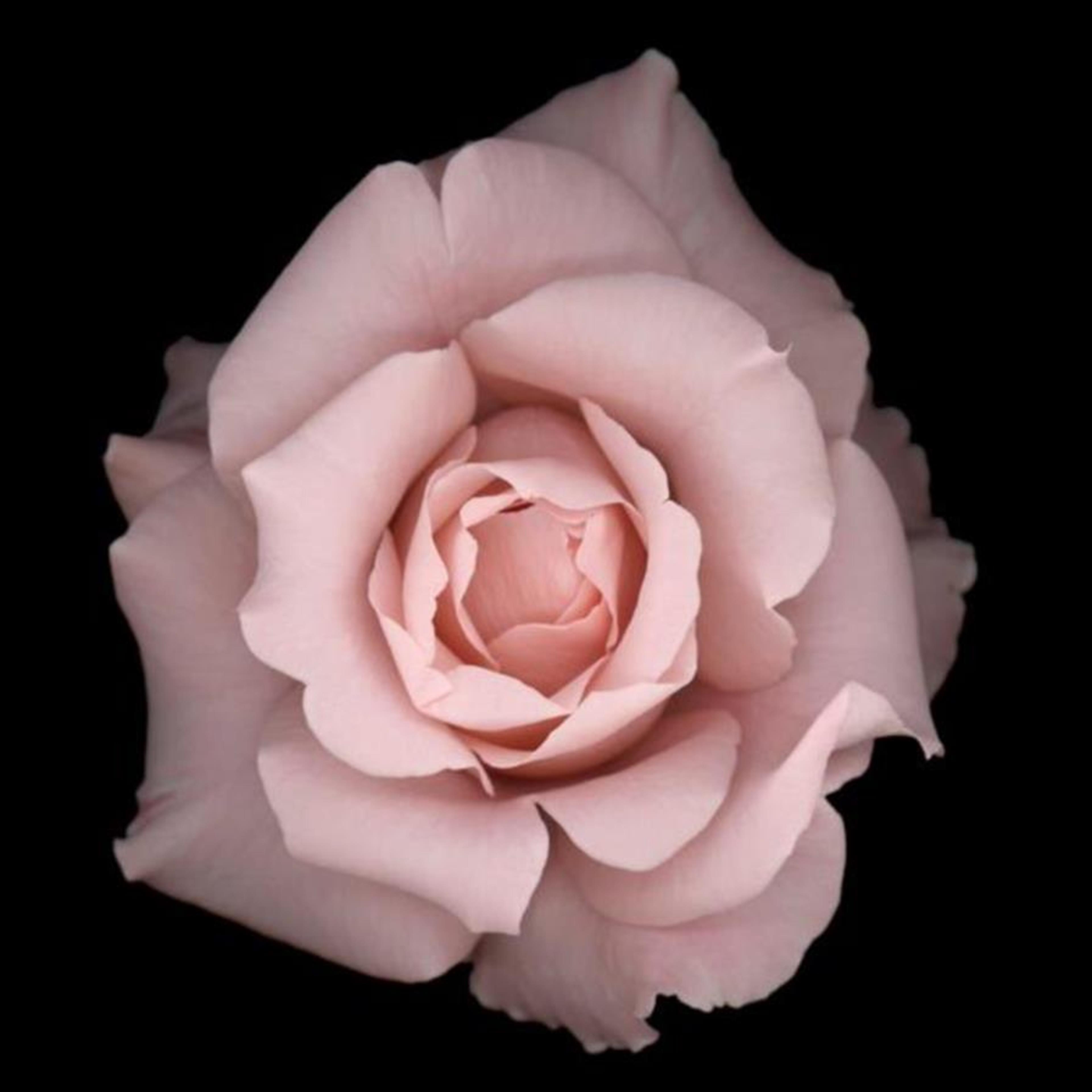Gloria A. Filippelli Ingram