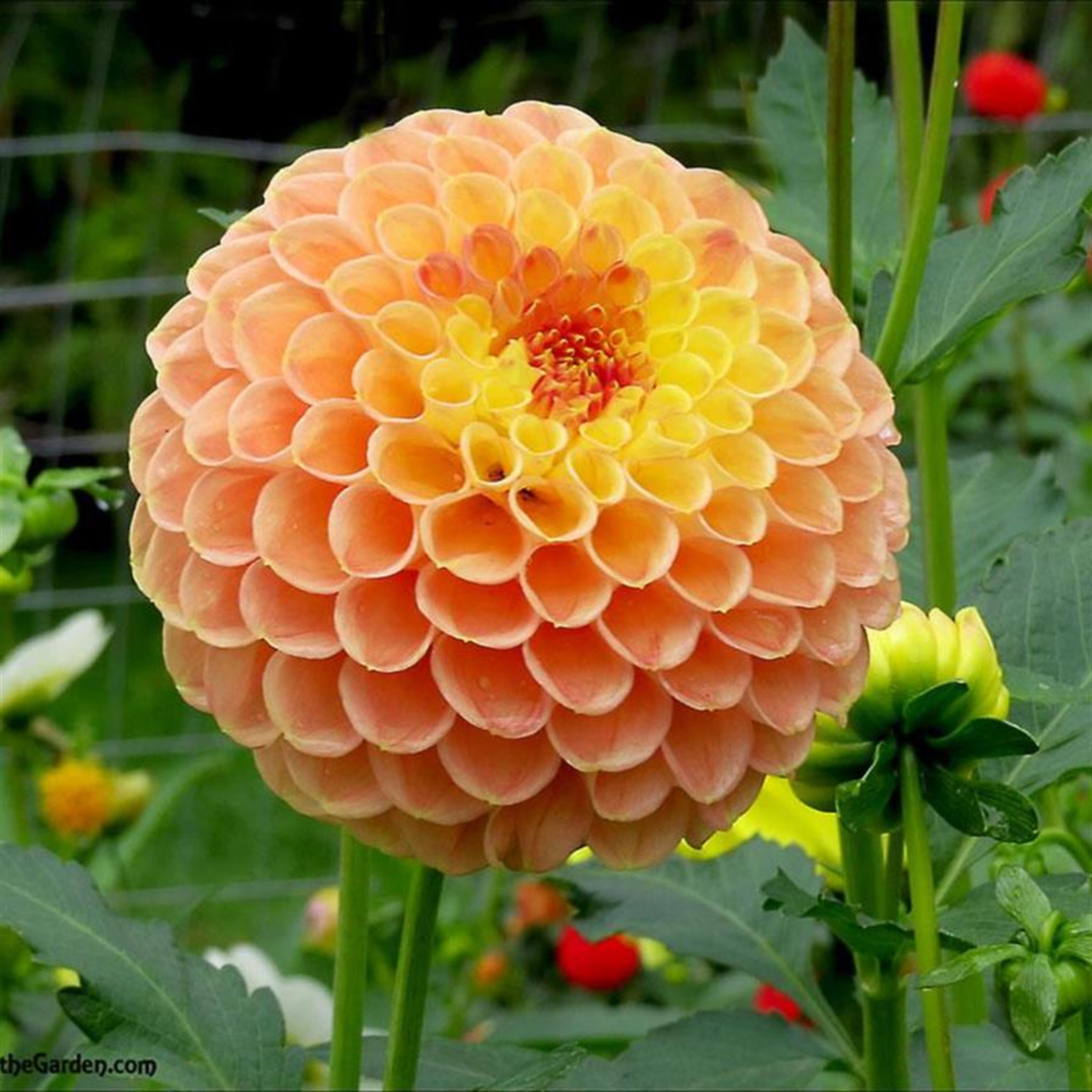 Mrs. Patricia Elaine Keel