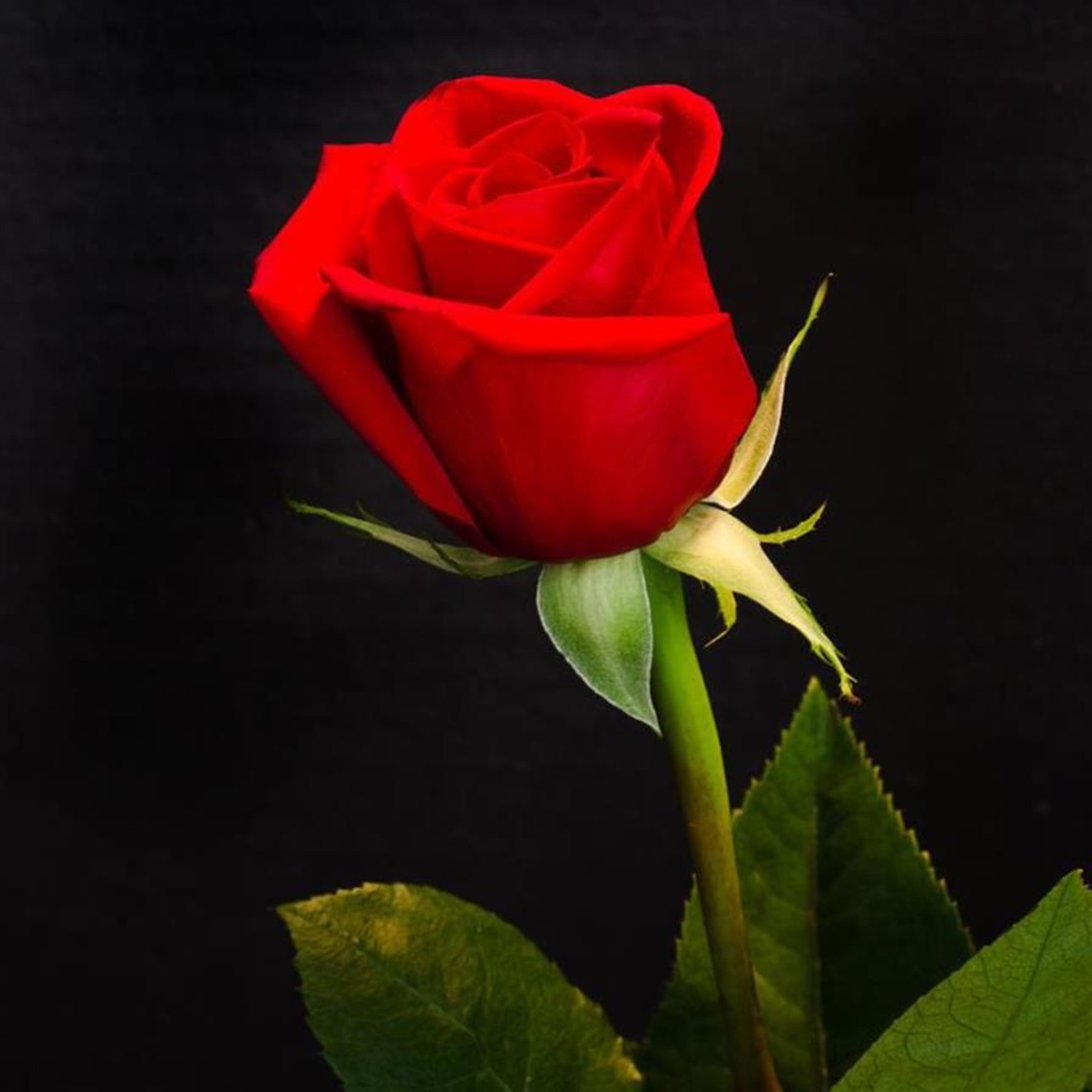 Mrs. Barbara Moseley Thomas