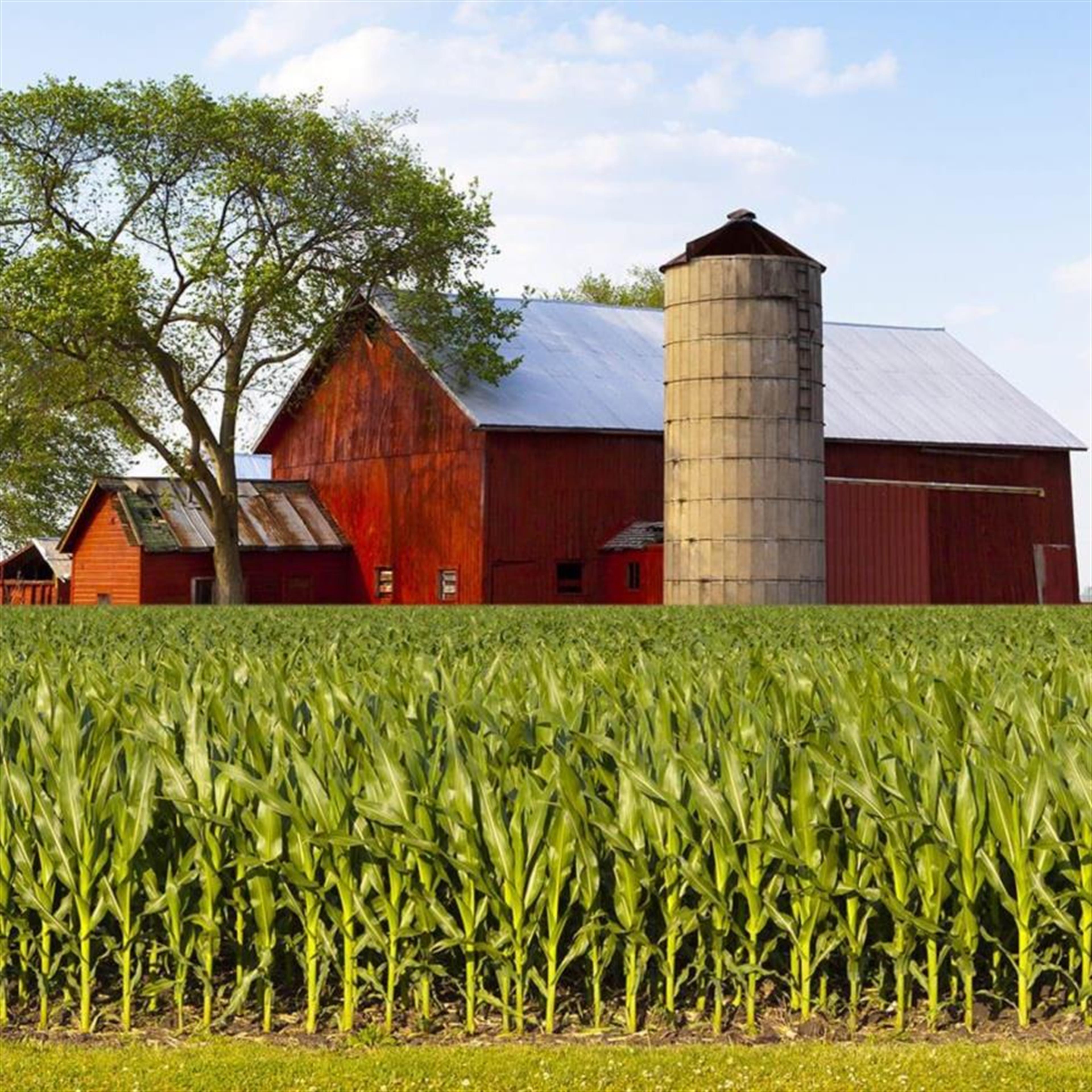 Mr George "Big George" Richard Long's obituary picture
