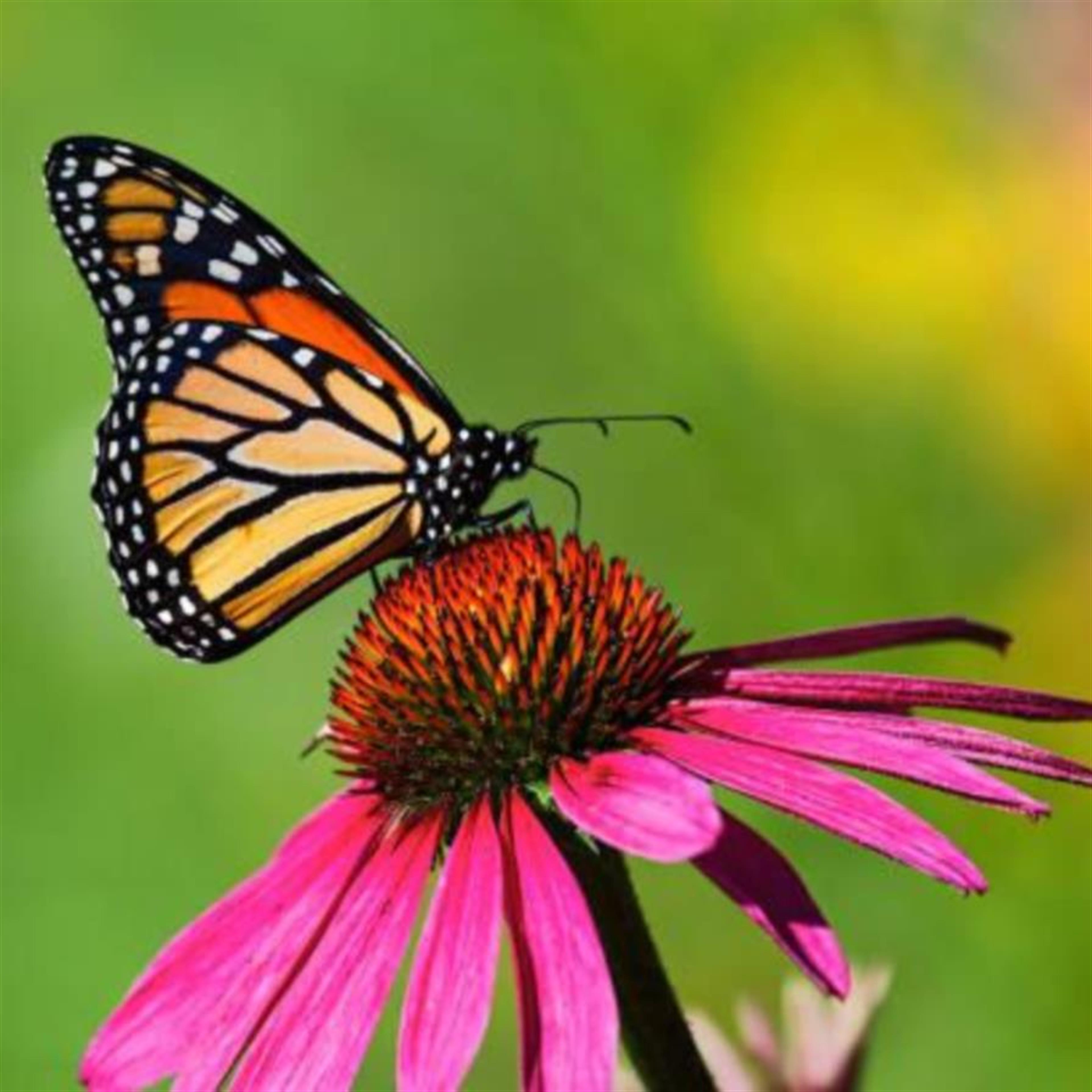 Mrs. Lonnie "Maurine" Colley's obituary picture
