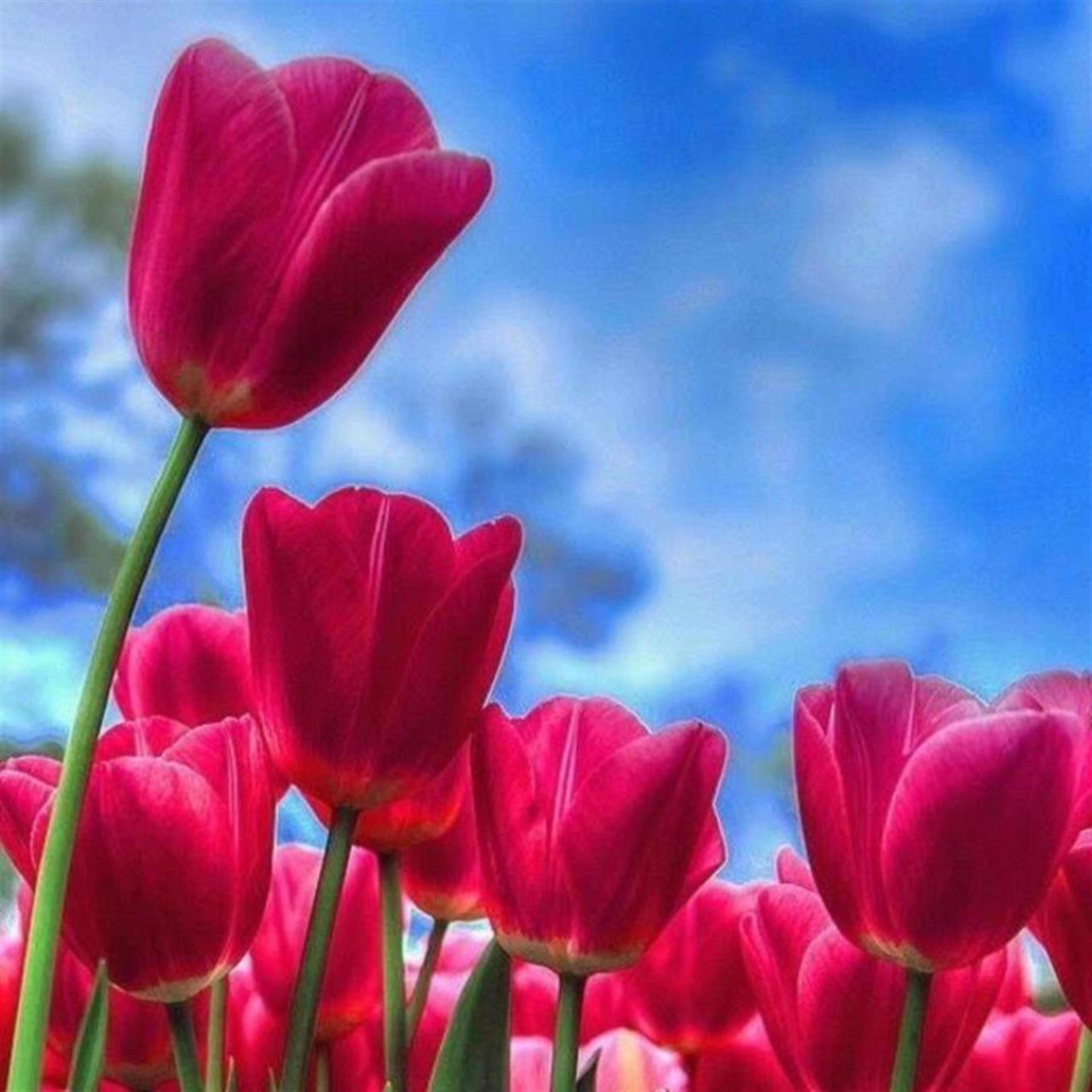 Mrs. Fran T. Jordan's obituary picture