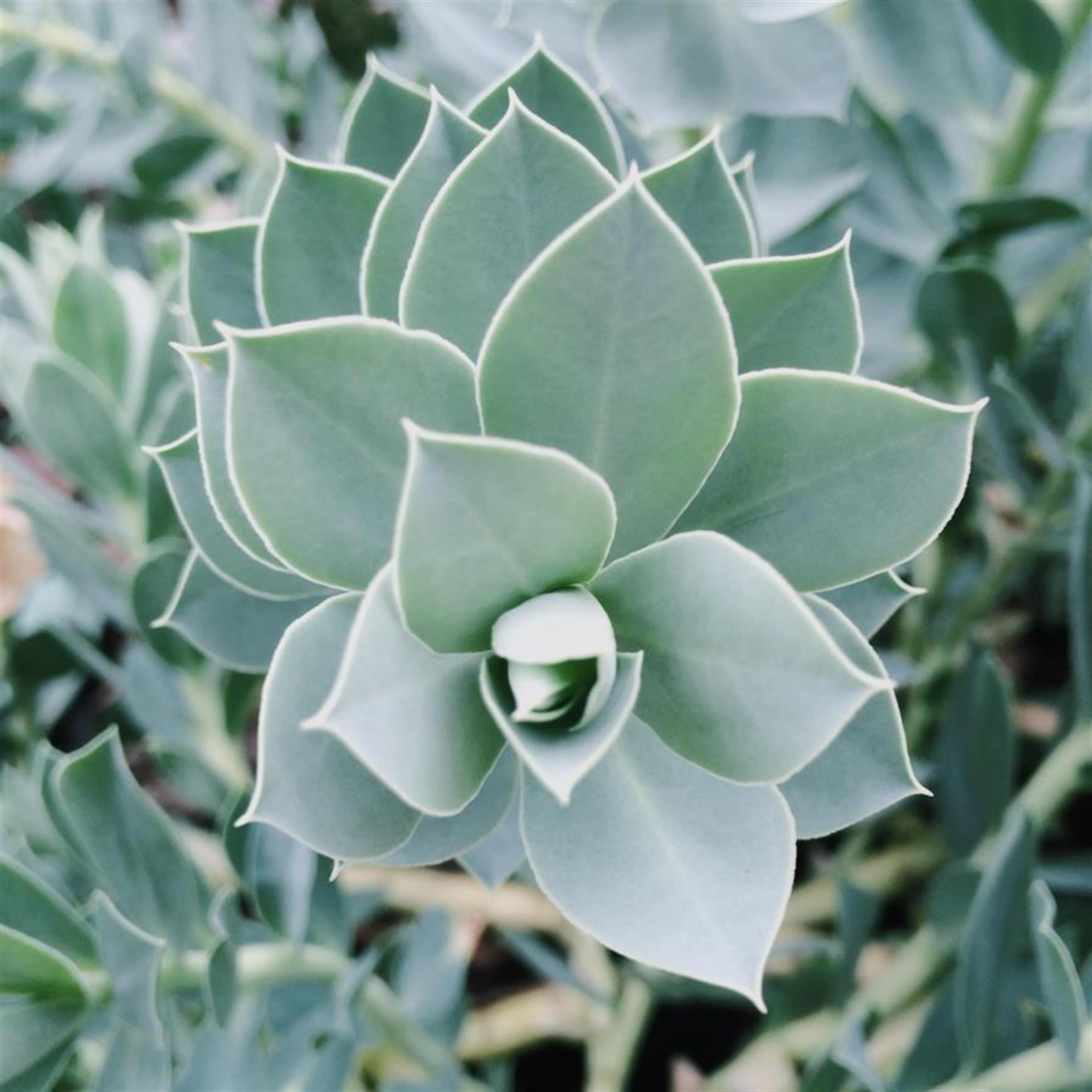 James Allen Stiles III