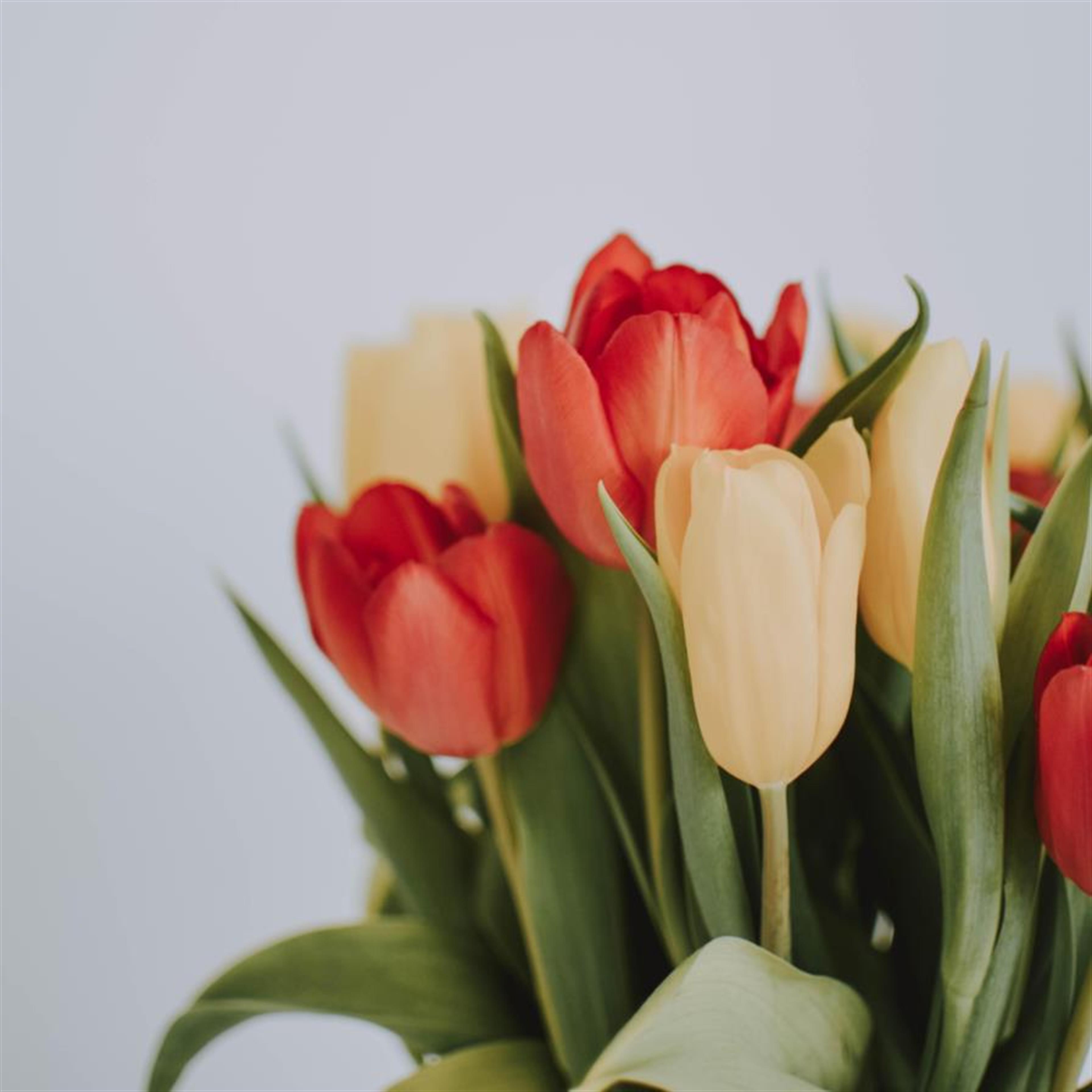 Patricia Ann Tiernan