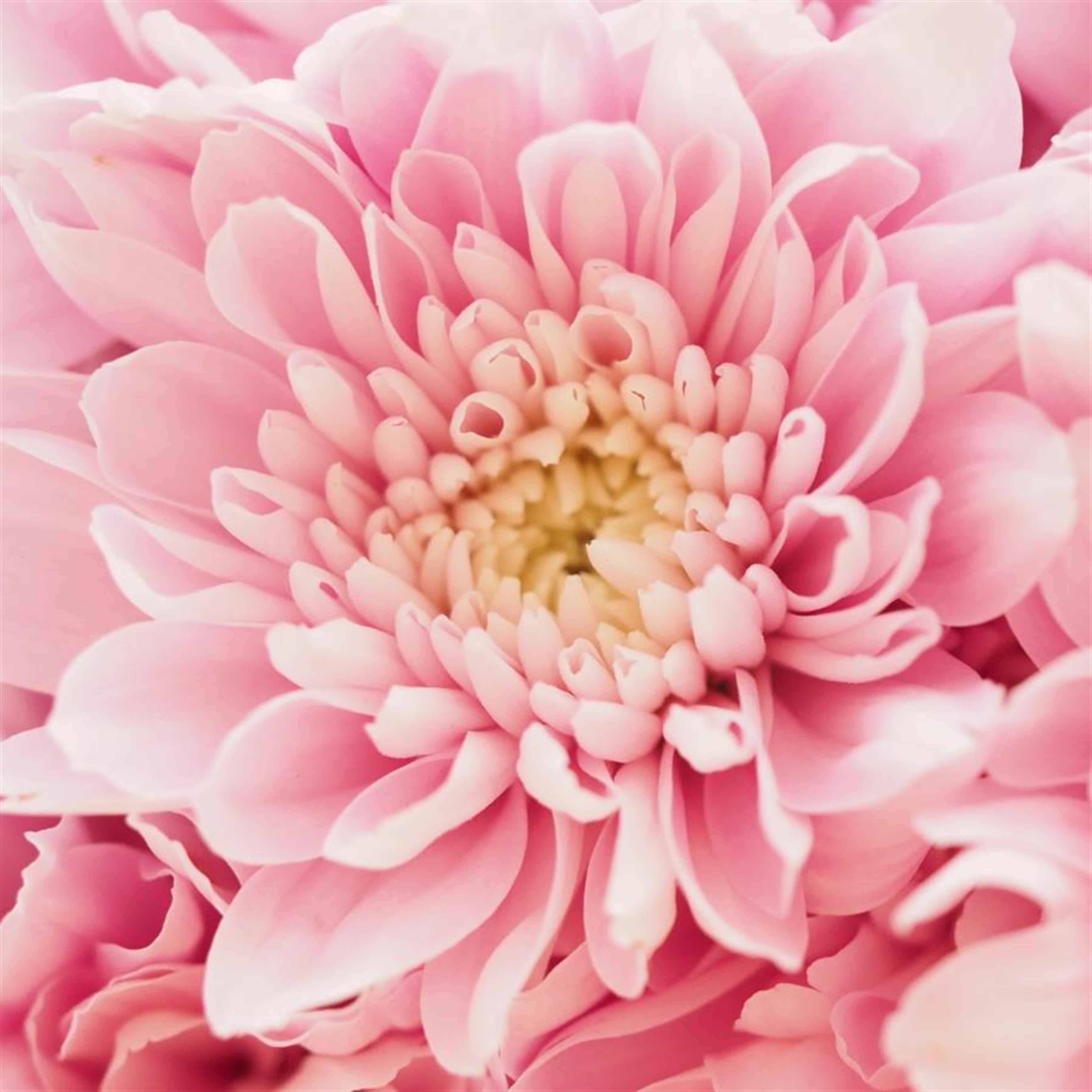 Ms. Mary D. Hightower's obituary picture