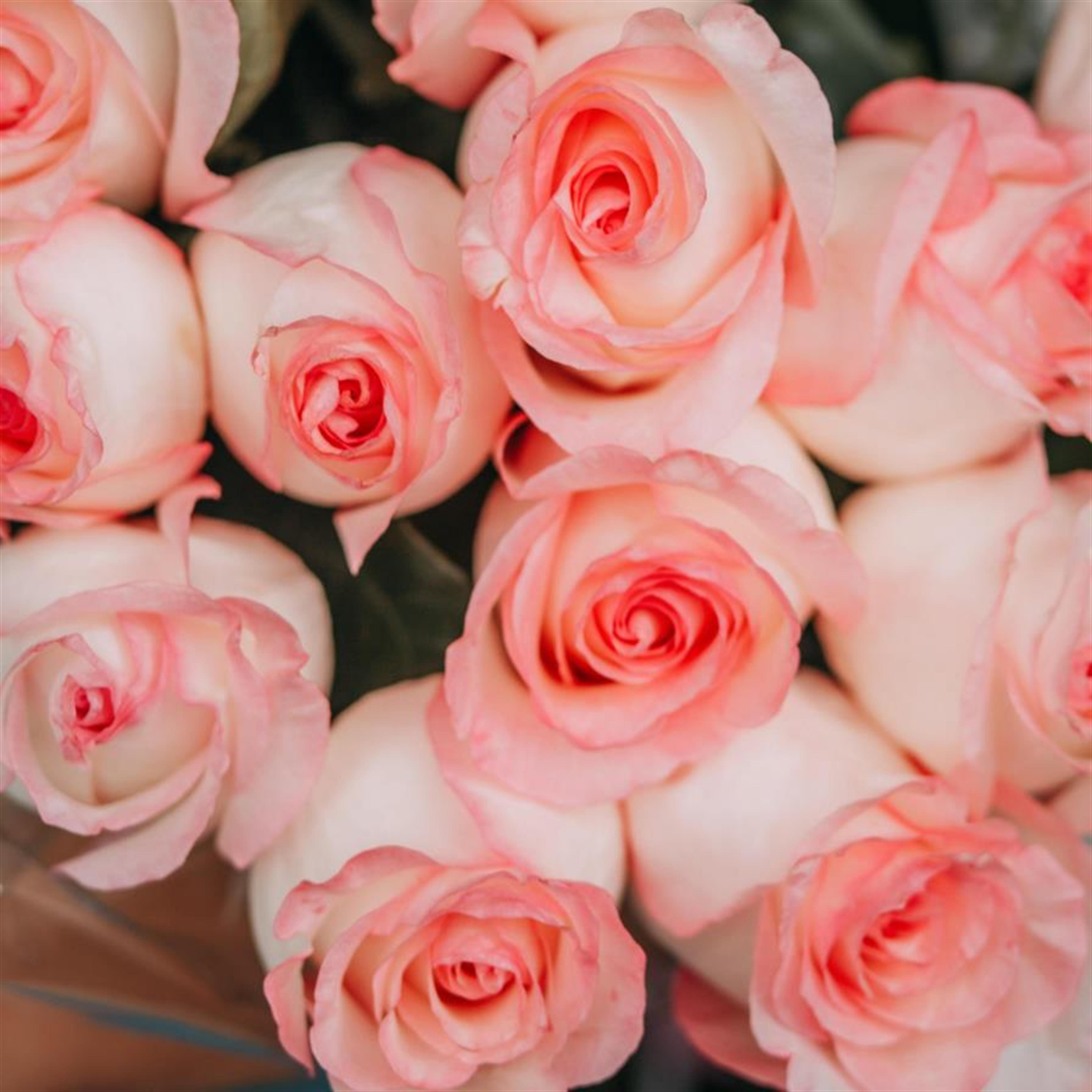 Pamela Newtson's obituary picture