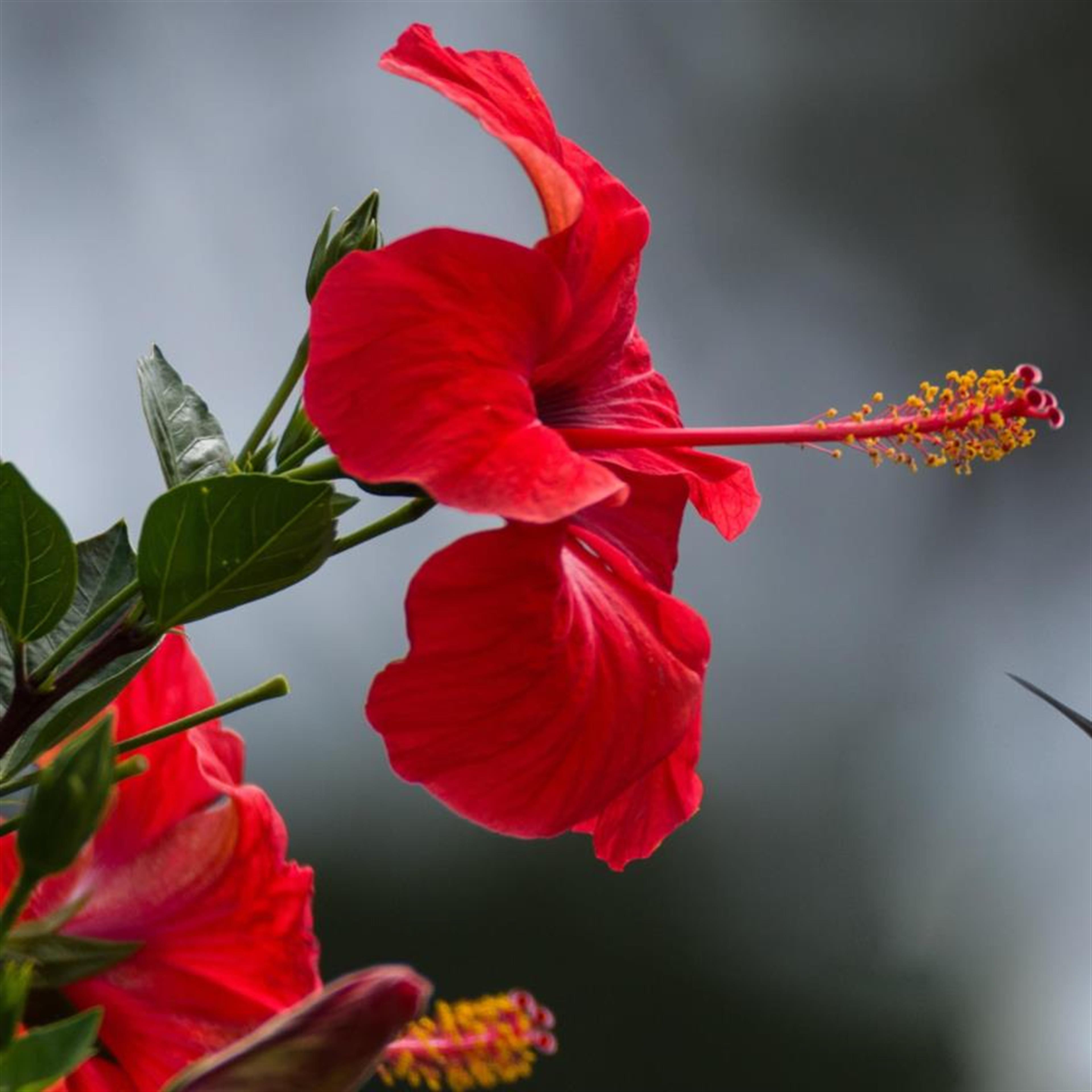 Marie L. Maggio's obituary picture