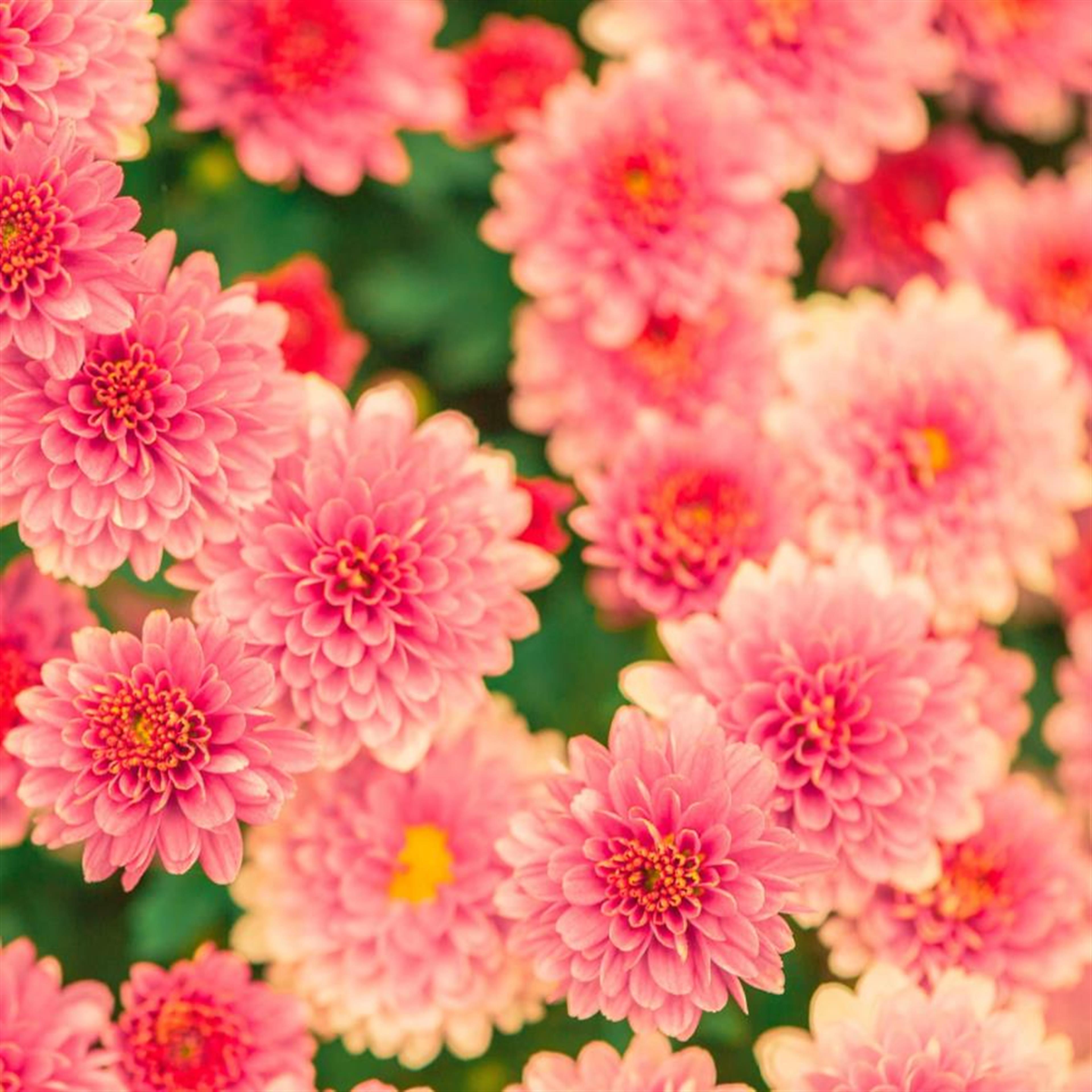 Geraldine Collins Barthlow (Rudd)