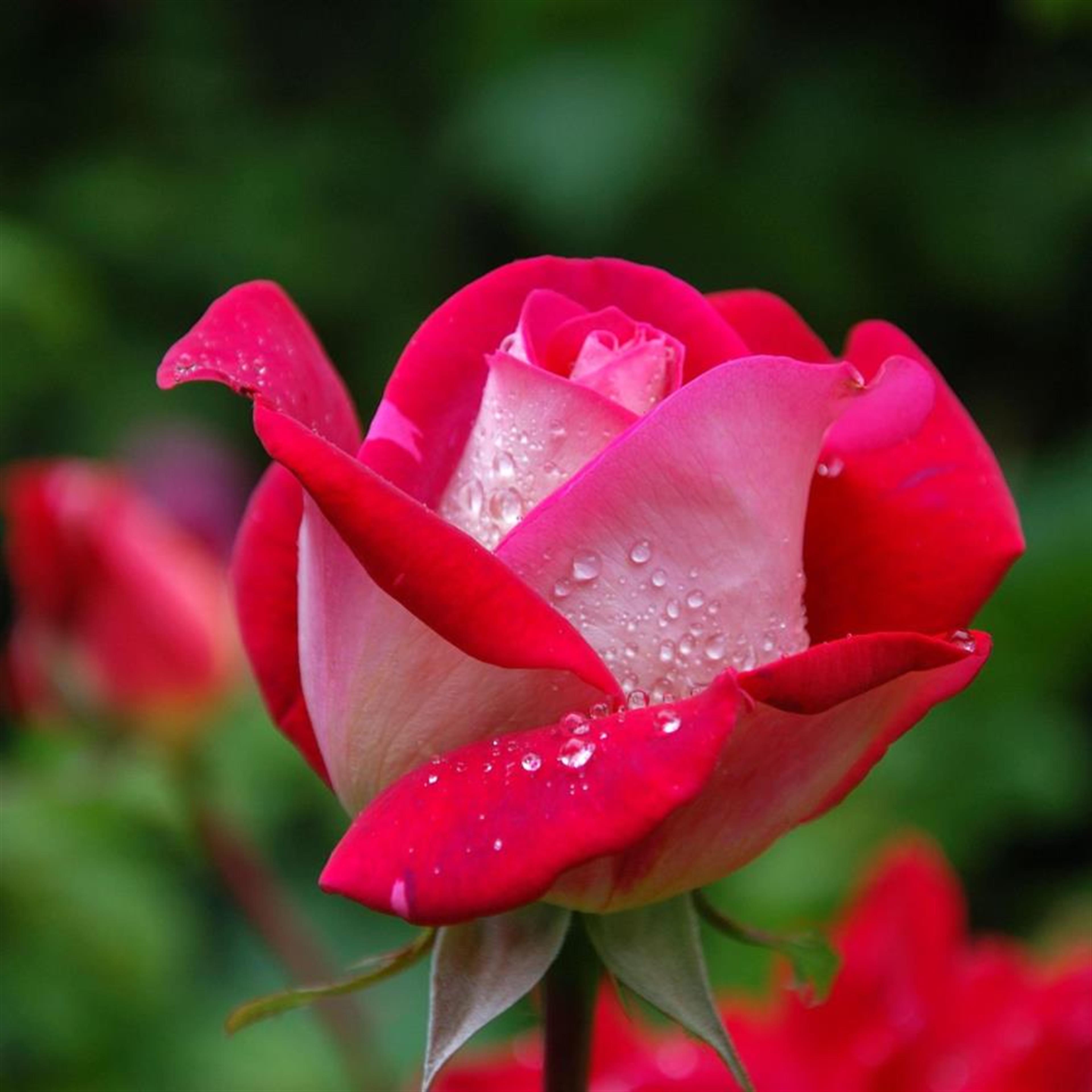 Helen Farnsworth Leon